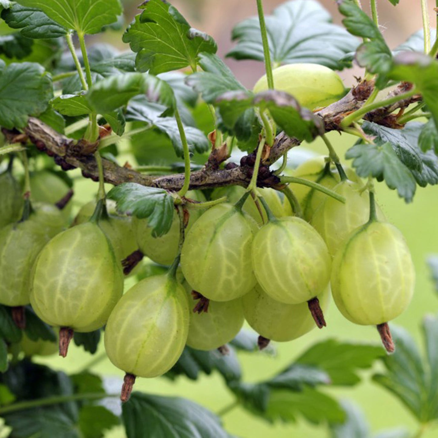 Gooseberry Ribes Invicta