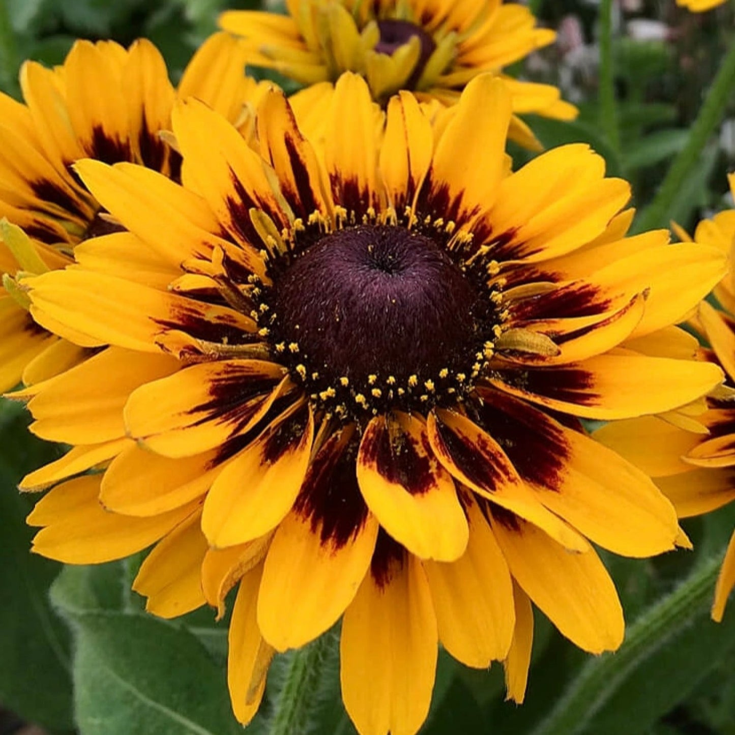 Rudbeckia SmileyZ Tiger