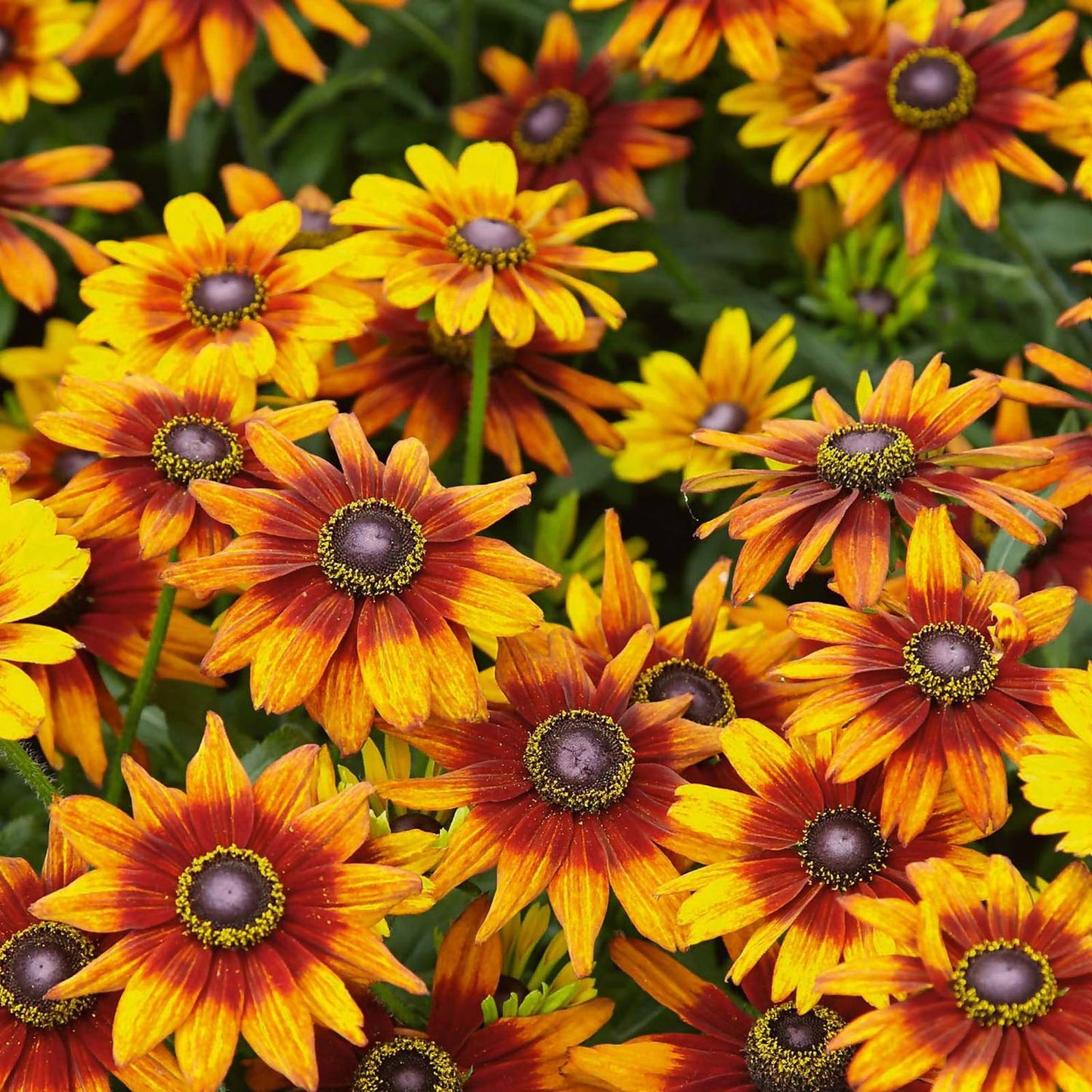 Rudbeckia Summerina Orange