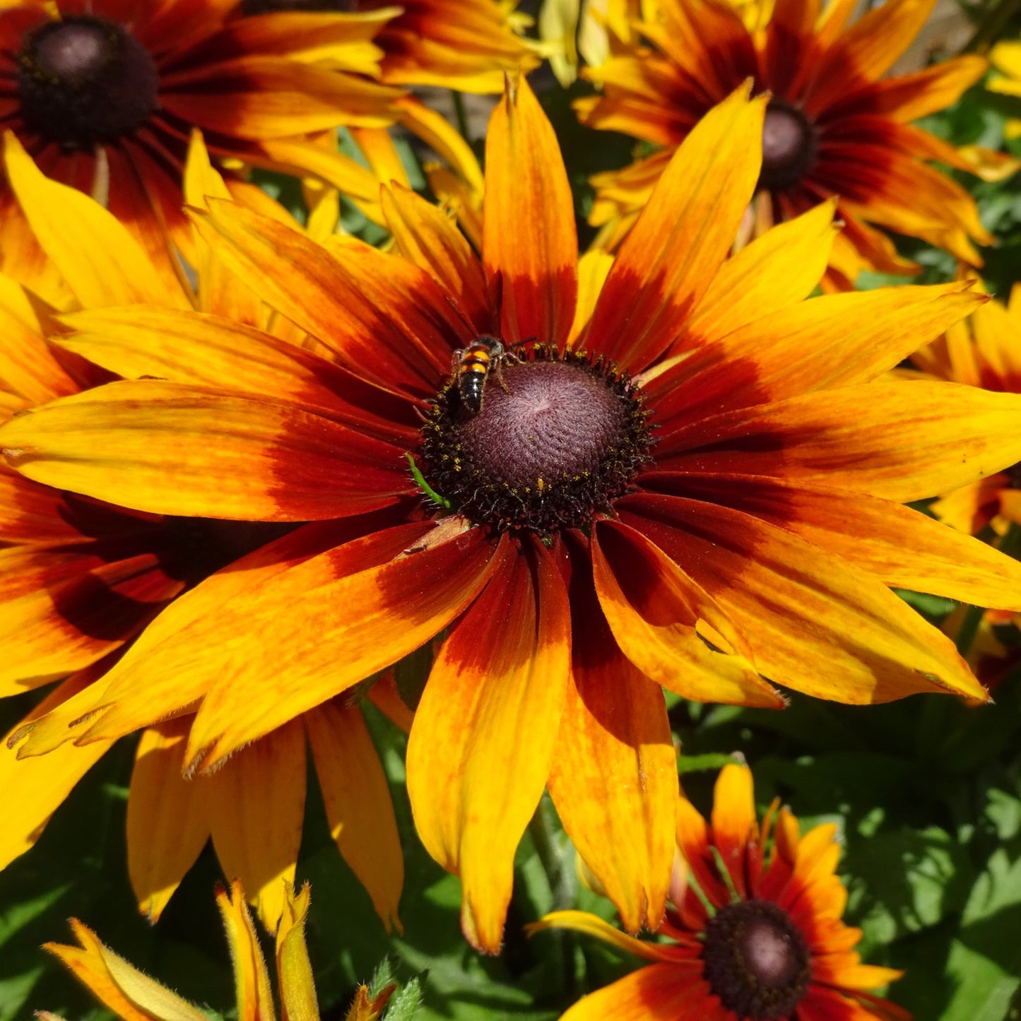 Rudbeckia Summerina Sizzling Sunset
