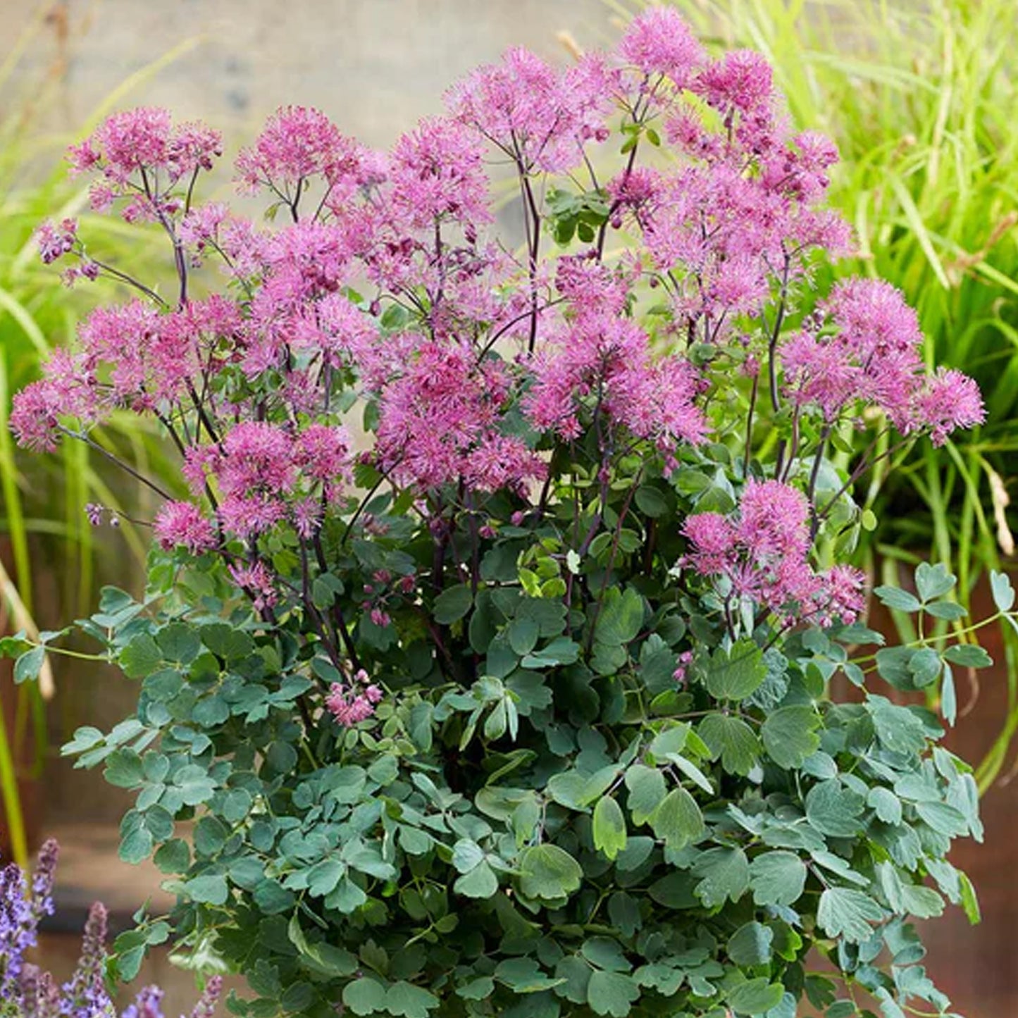 Thalictrum Little Pinkie