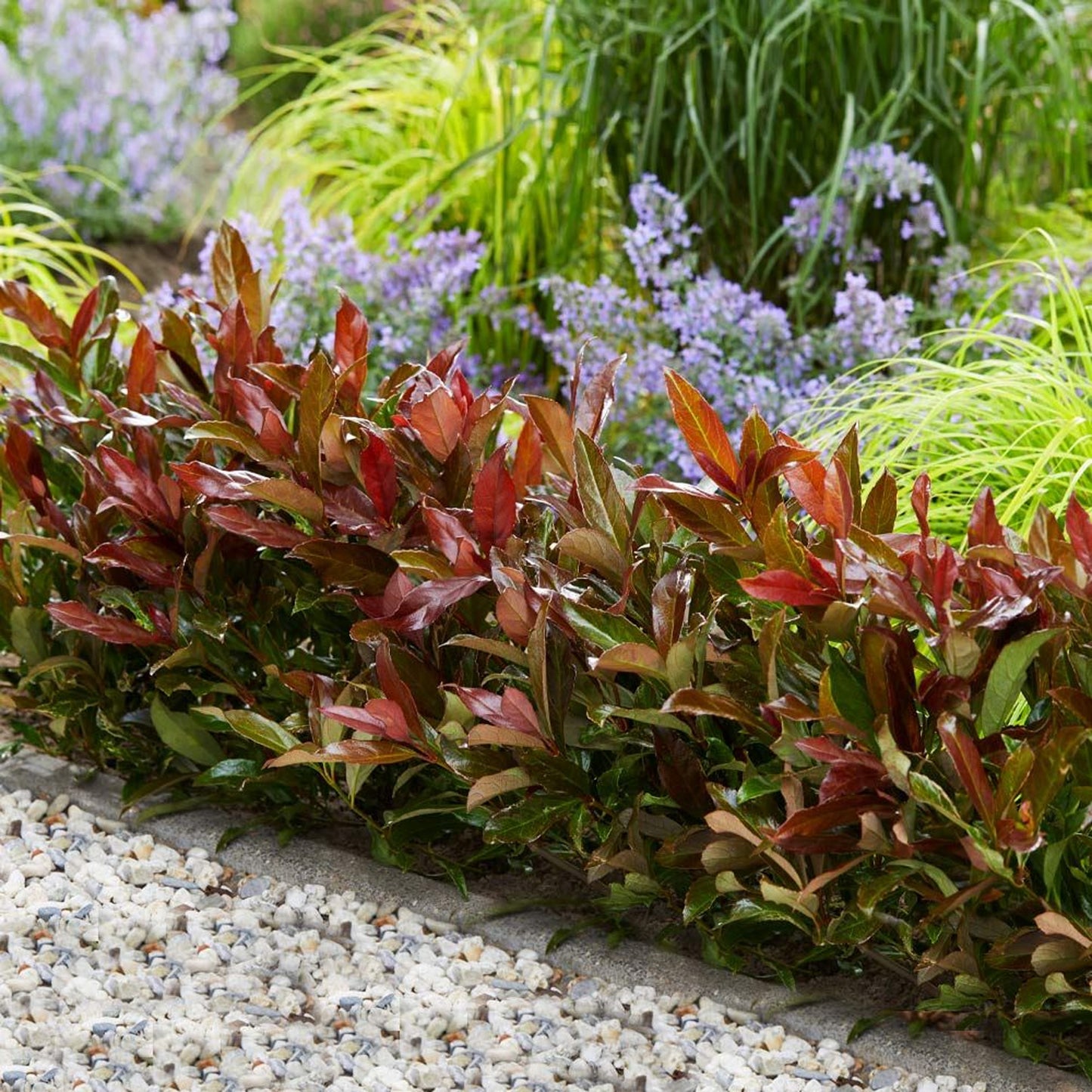 Viburnum Coppertop