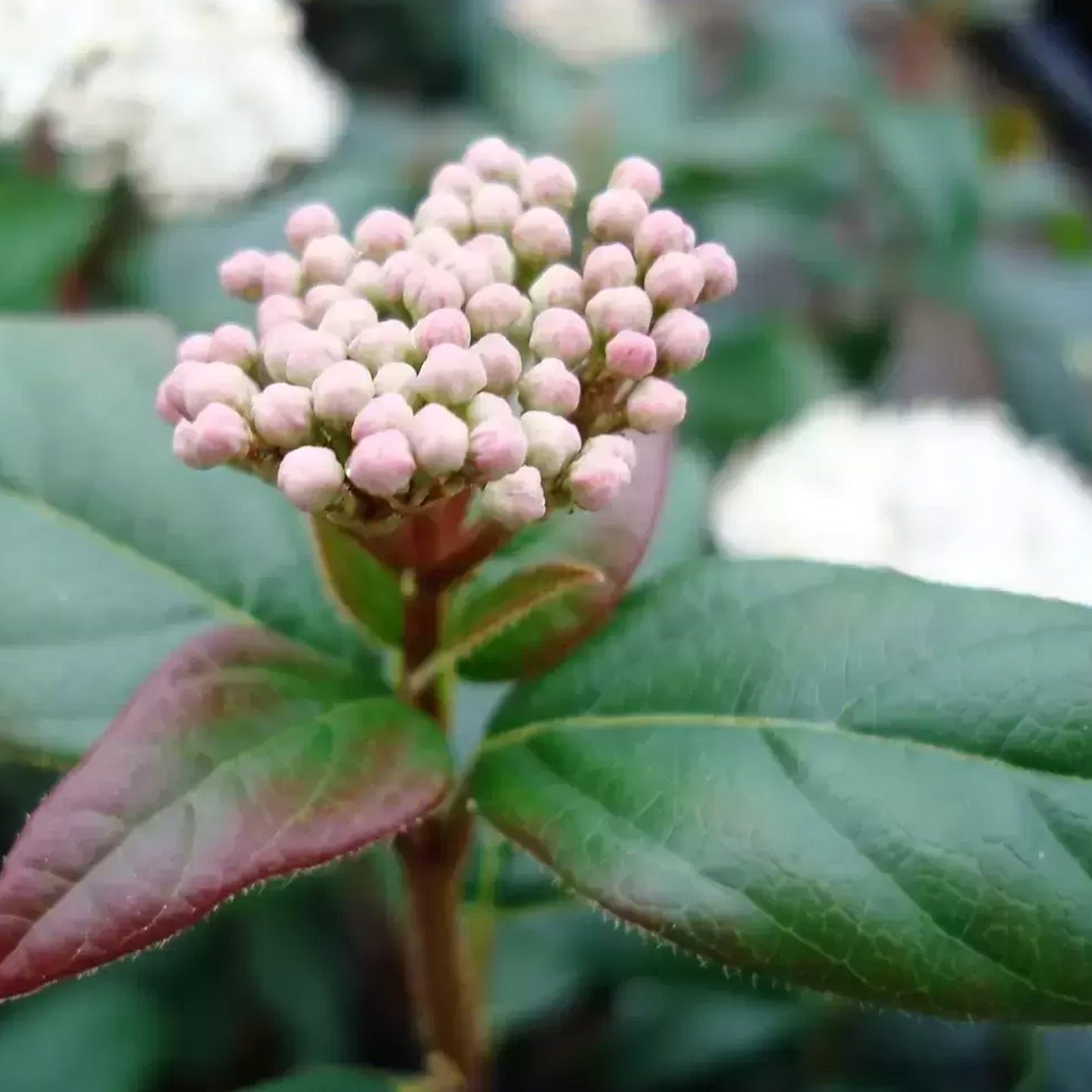 Viburnum Secret Village Lisspurp