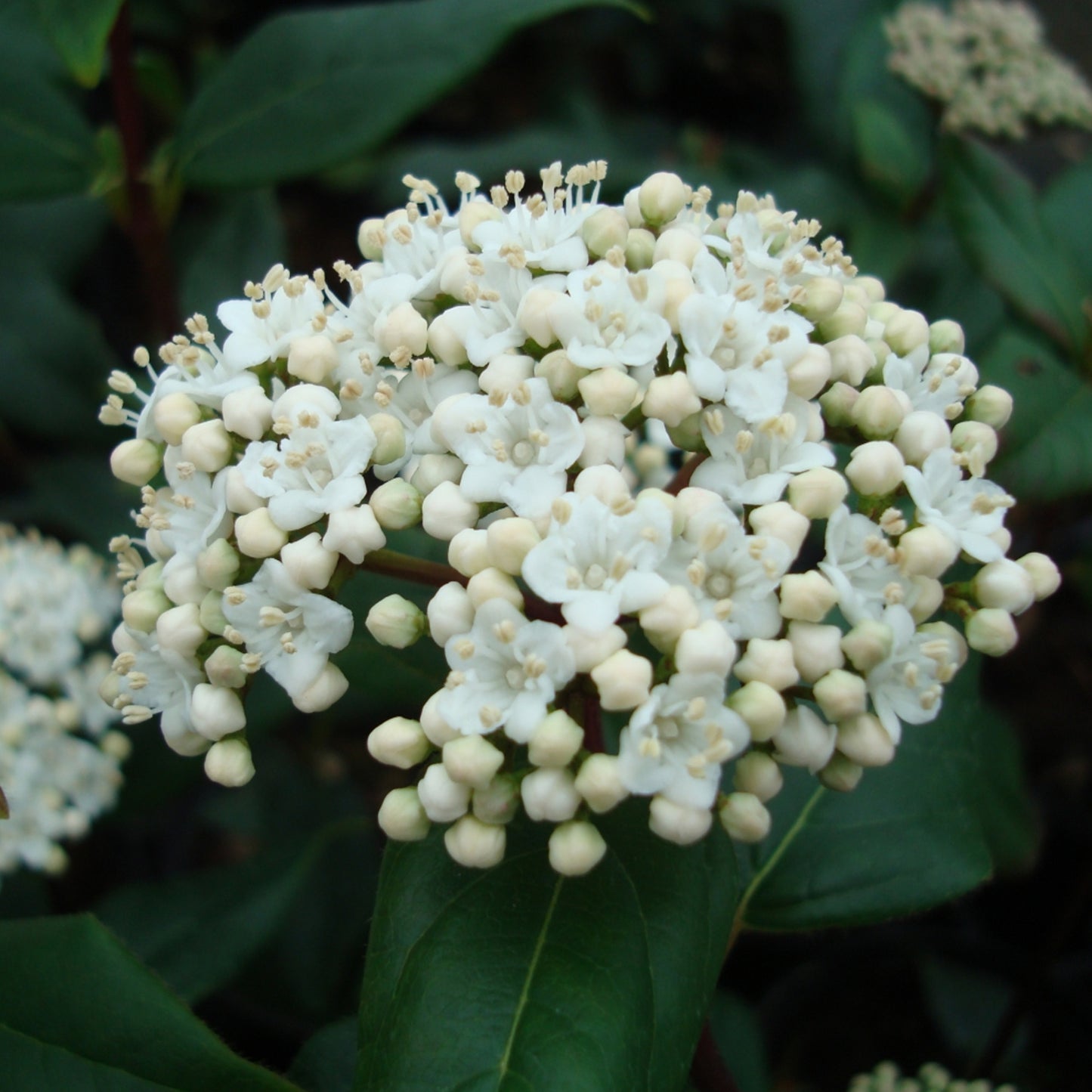 Viburnum Purpureum