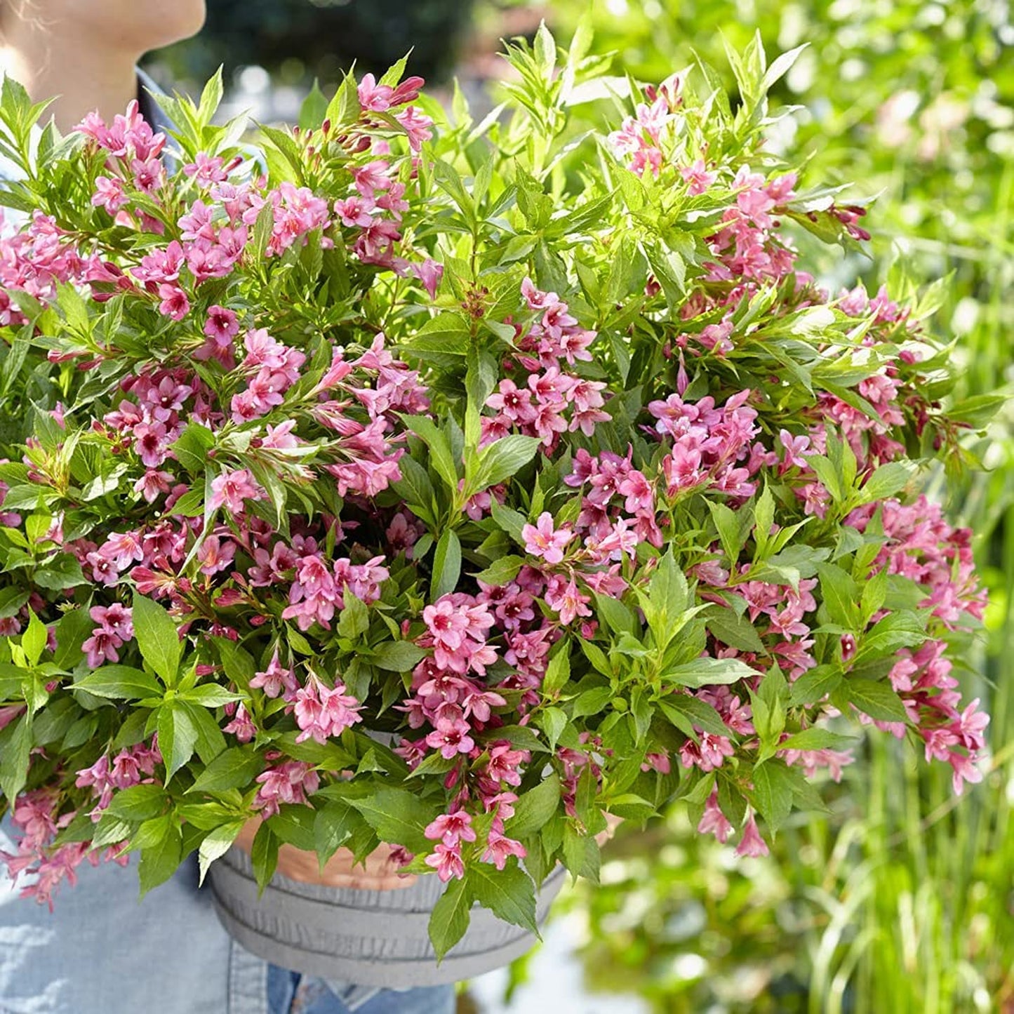 Weigela Picobella Rosa