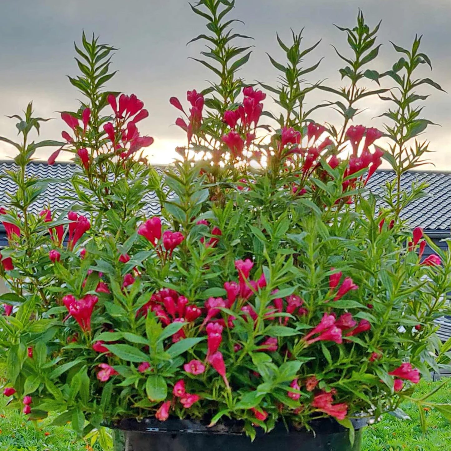 Weigela Picobella Rosso