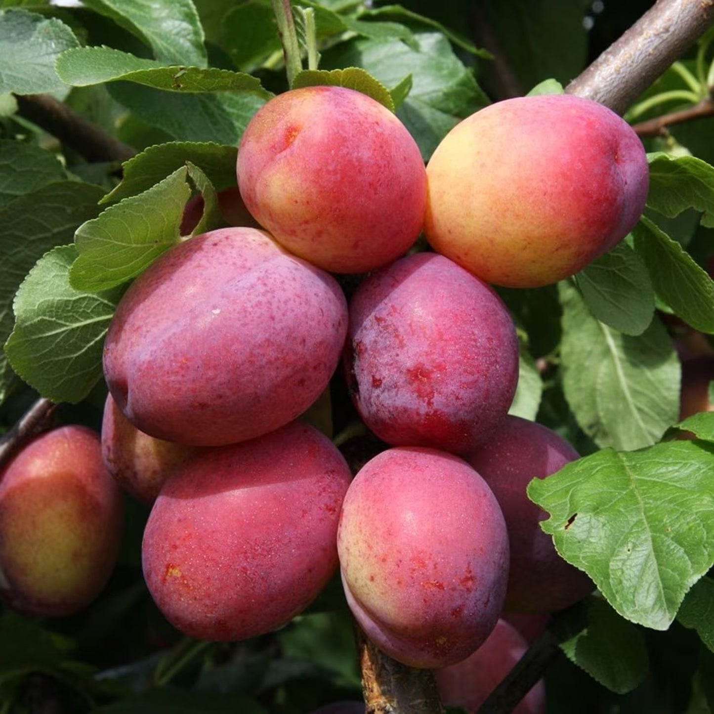 Plum Victoria Tree (7.5L, 4-5ft)