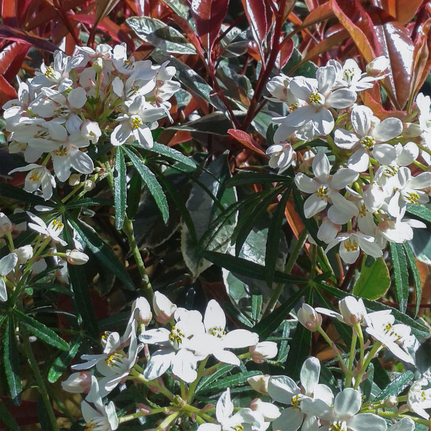 Choisya Scented Gem