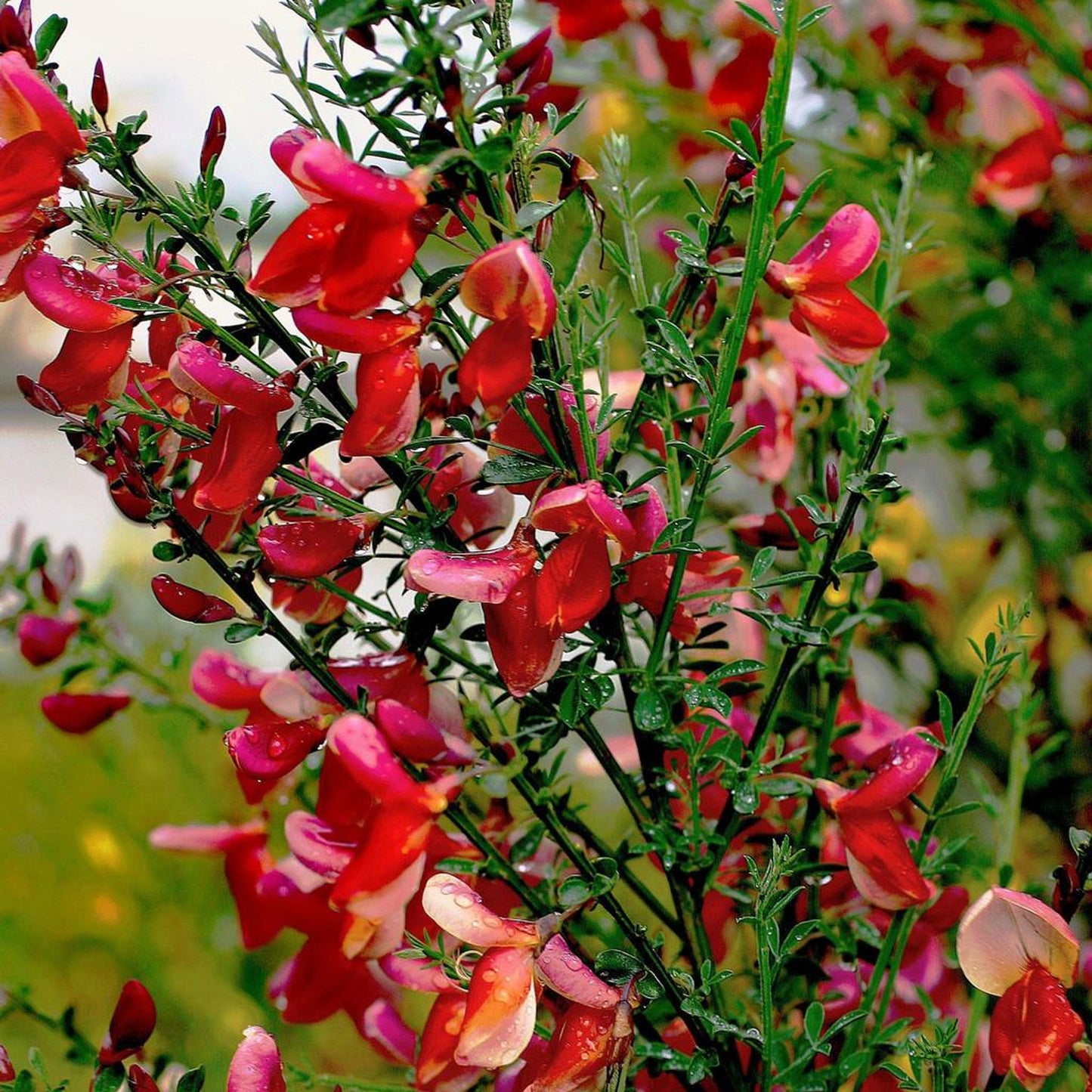 Cytisus Red Favourite