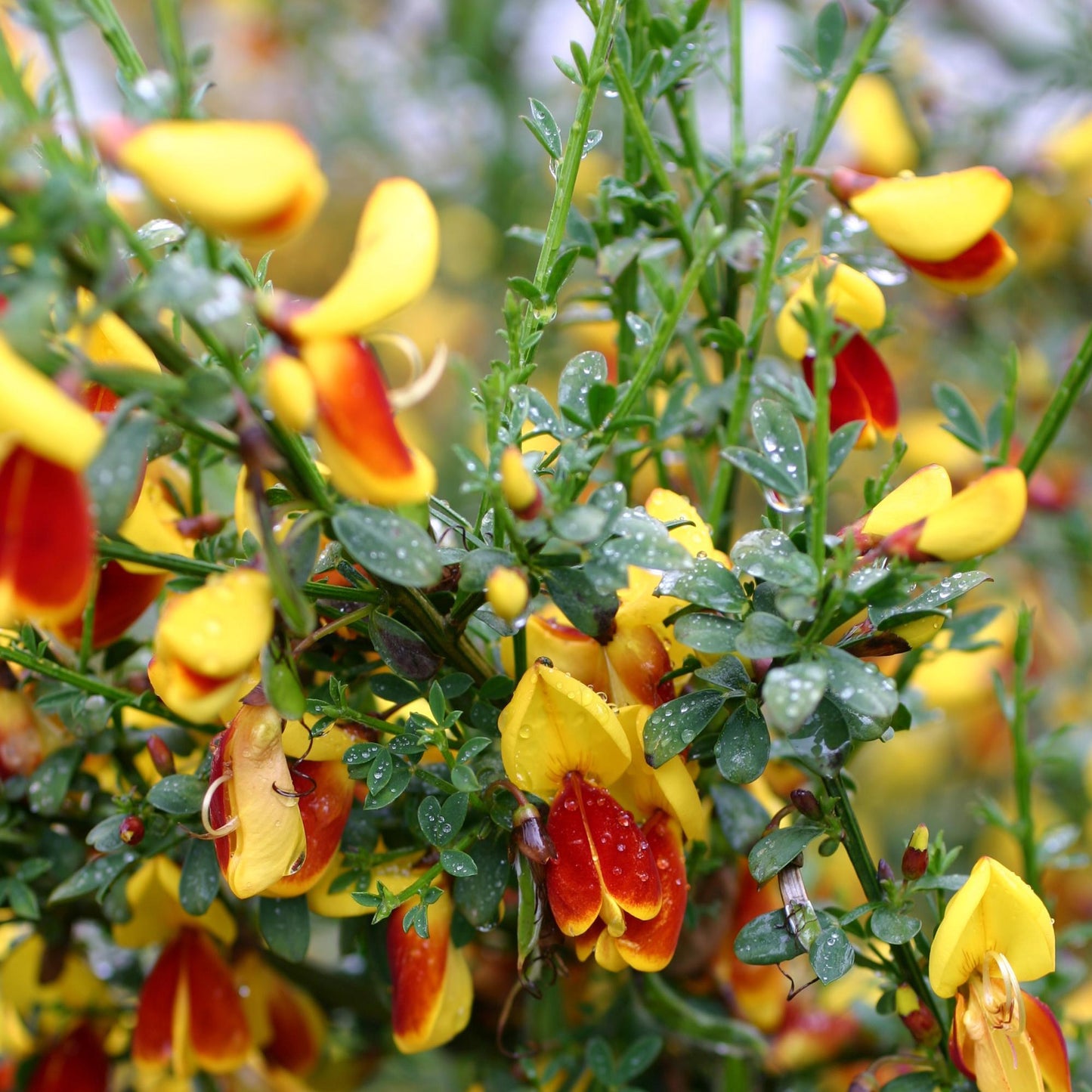 Cytisus Splendens
