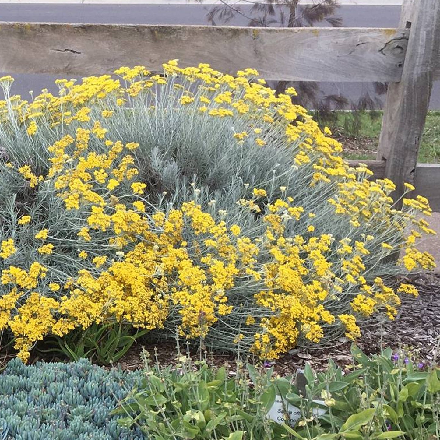Herbs - Curry Plant, Helichrysum Italicum