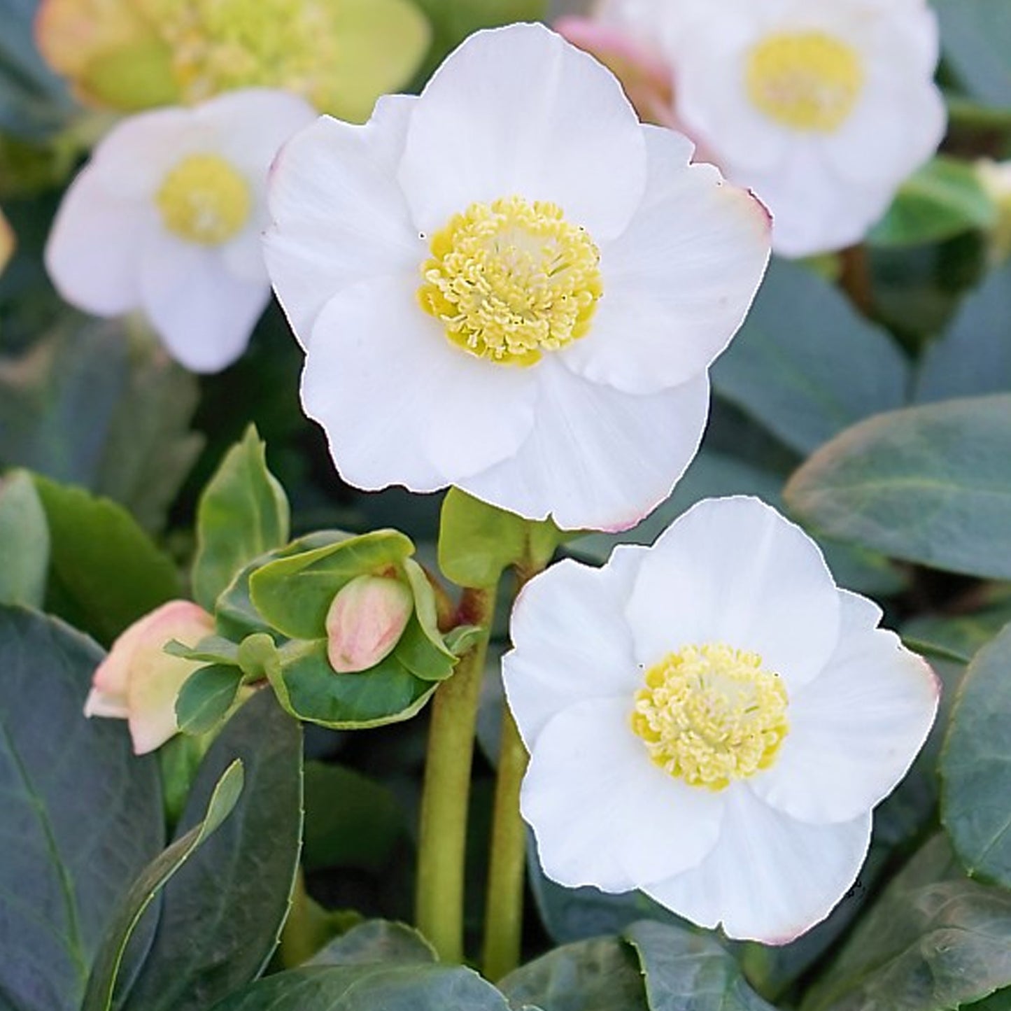 Helleborus Christmas Carol