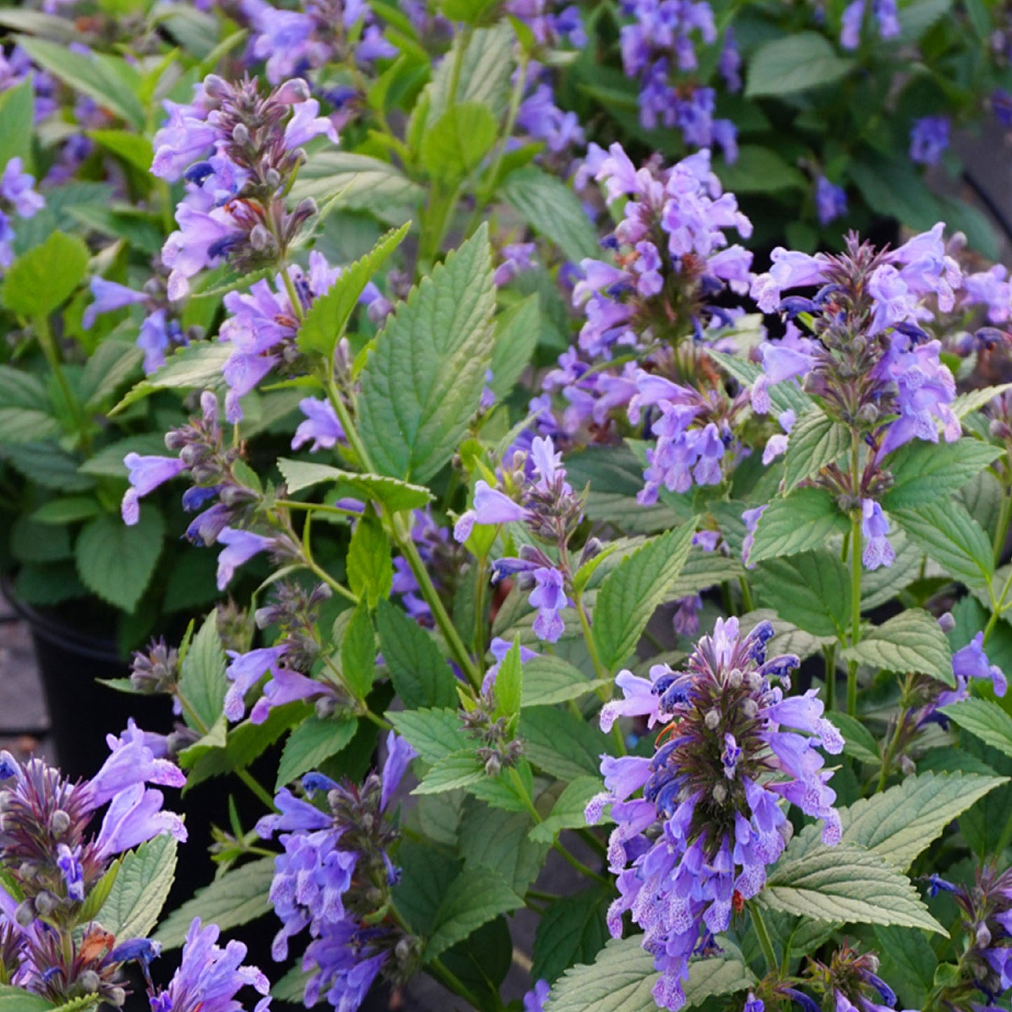 Nepeta Blue Prelude