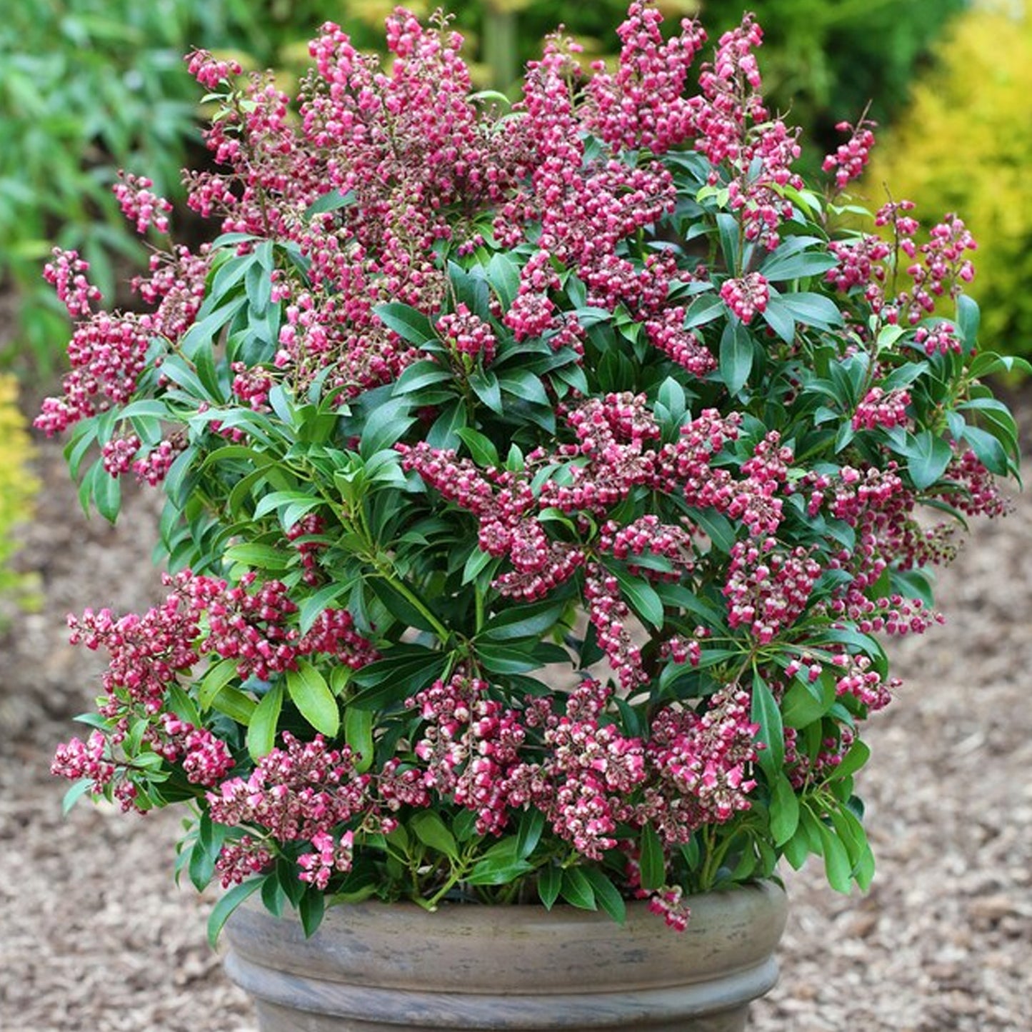 Pieris Polar Passion