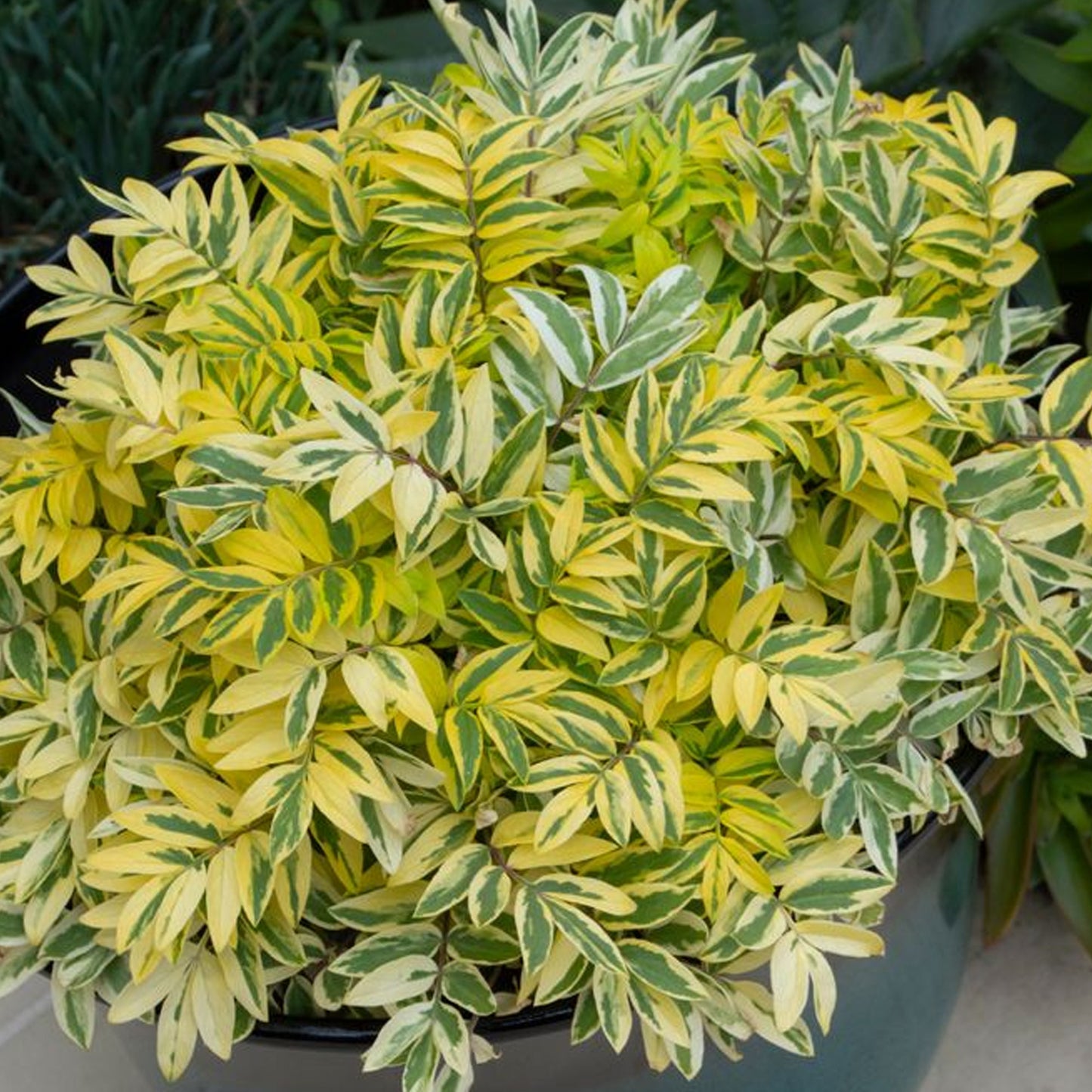 Polemonium Golden Feathers
