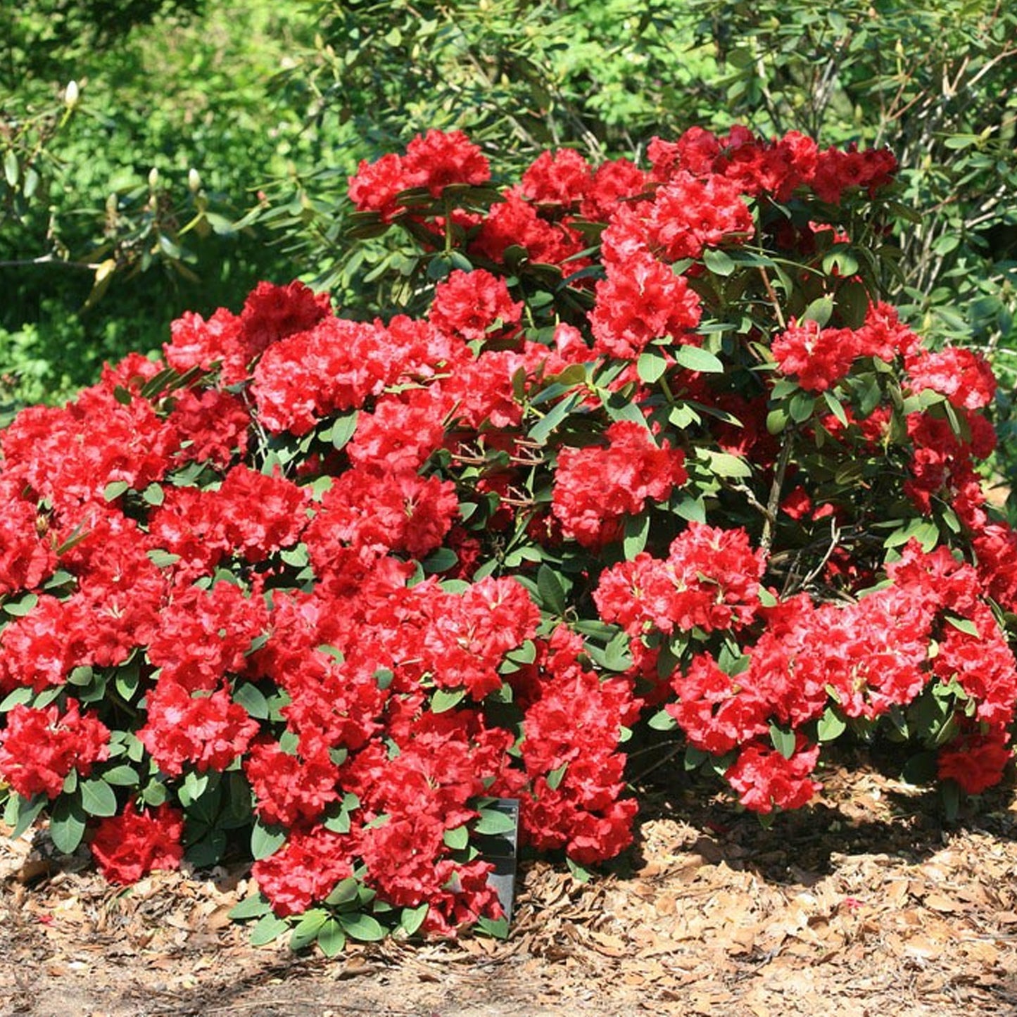 Rhododendron Lord Roberts