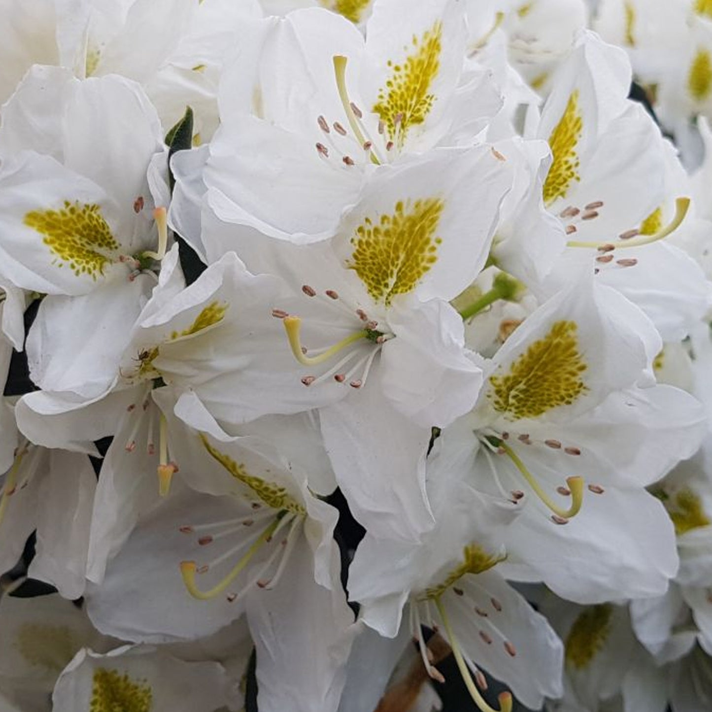 Rhododendron Madame Masson