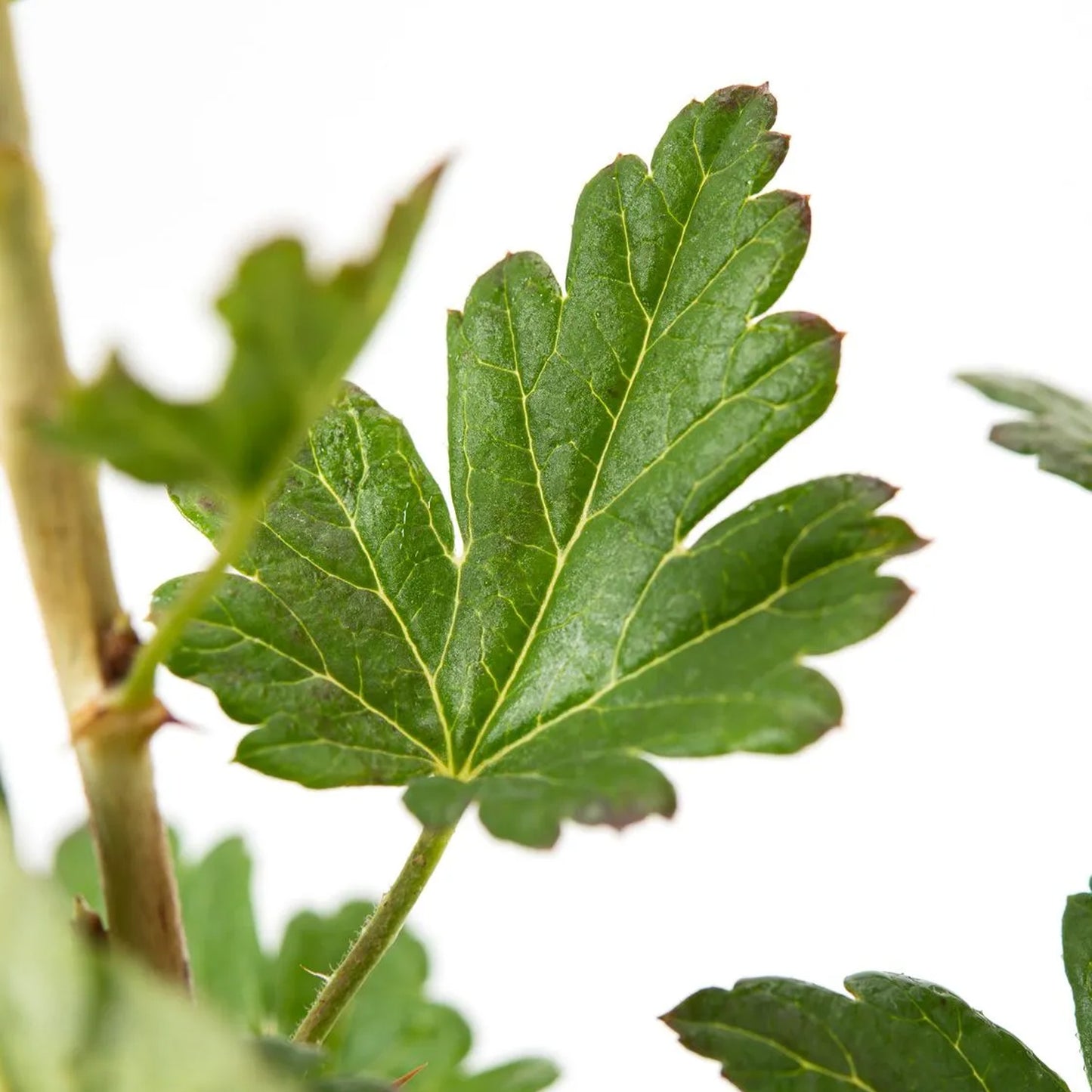 Gooseberry Ribes Invicta