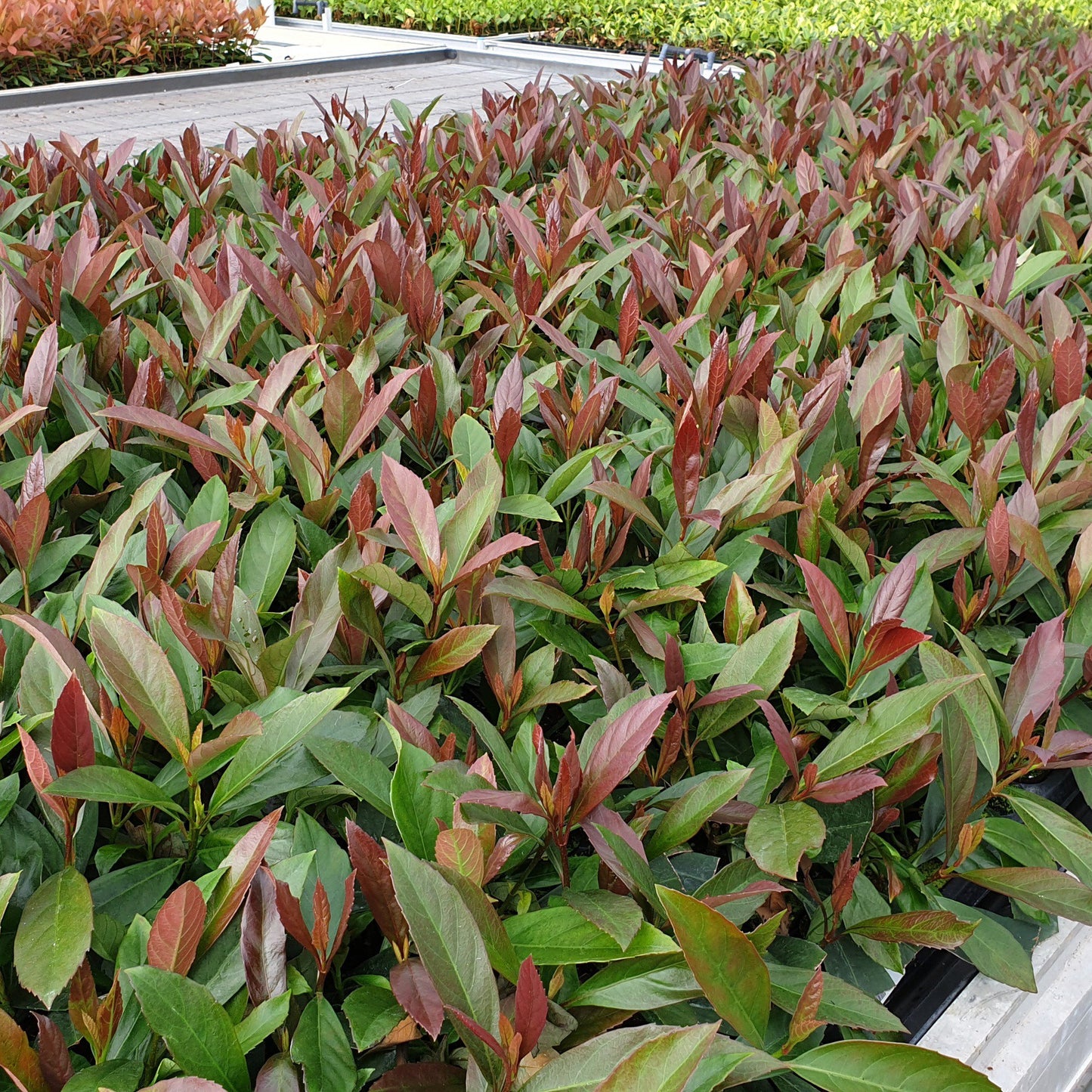 Viburnum Coppertop