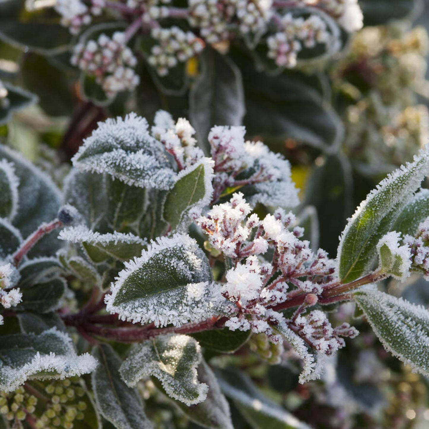 Viburnum Secret Village Lisspurp