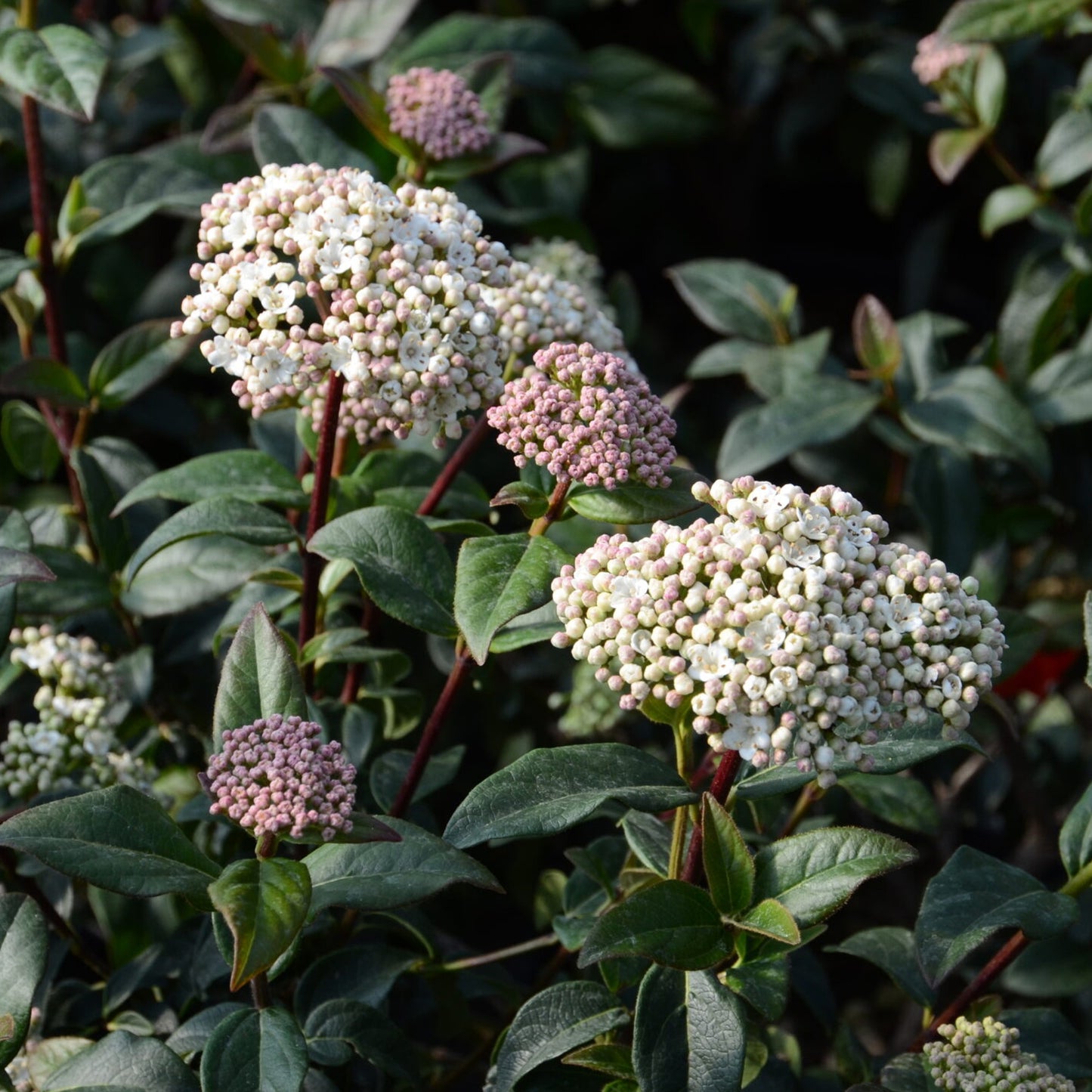 Viburnum Purpureum