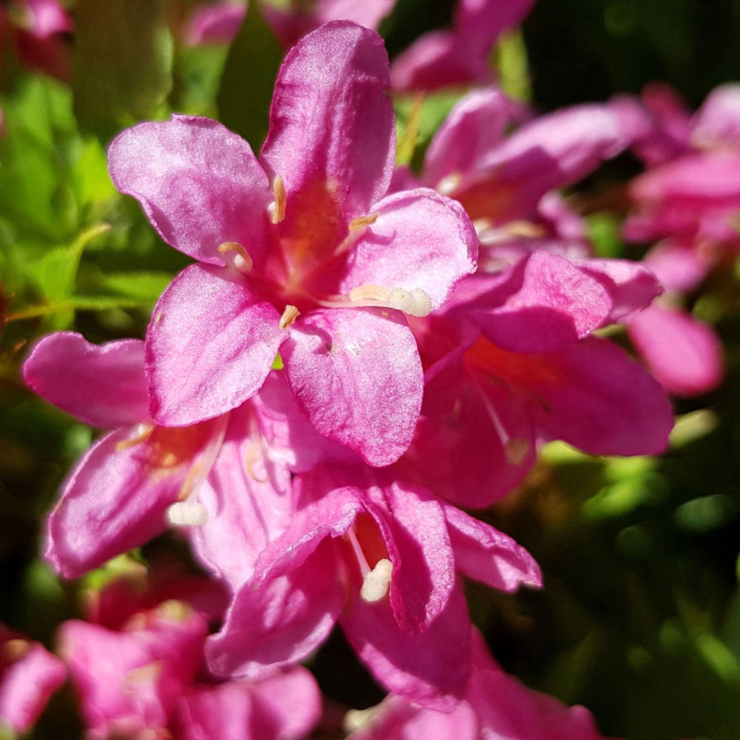 Weigela Picobella Rosa