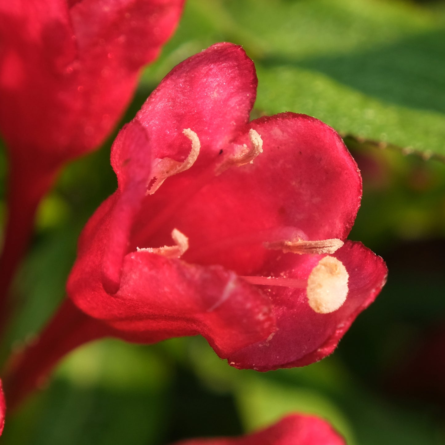 Weigela Picobella Rosso