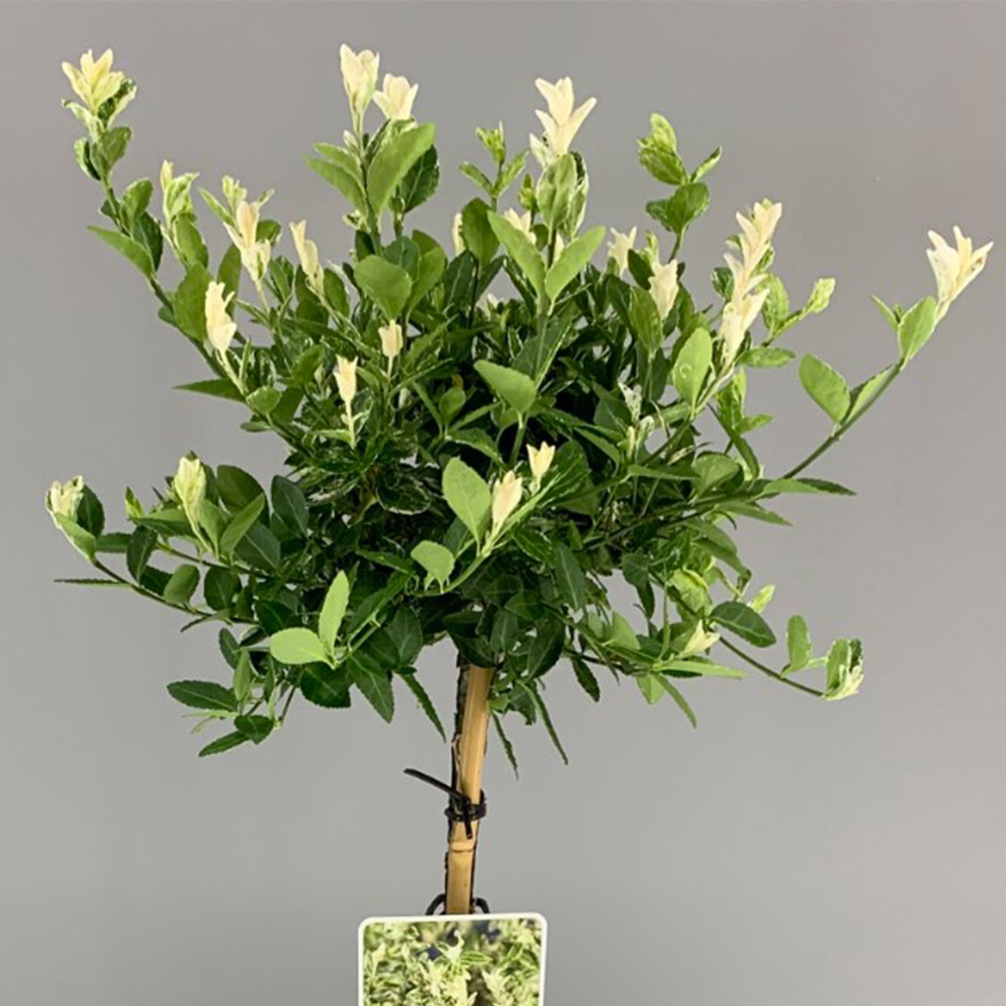 Euonymus Harlequin Patio Tree