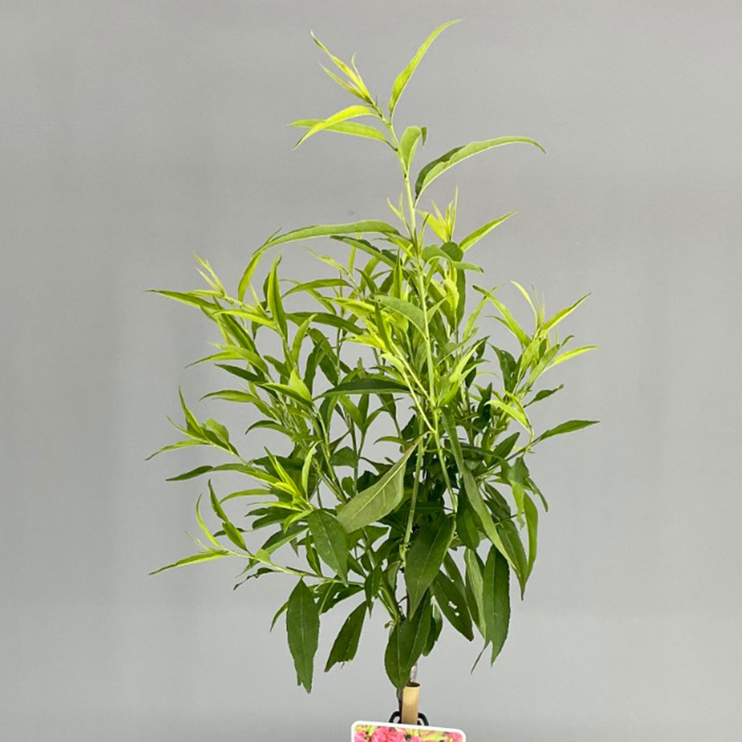 Prunus White Peachy Patio Tree