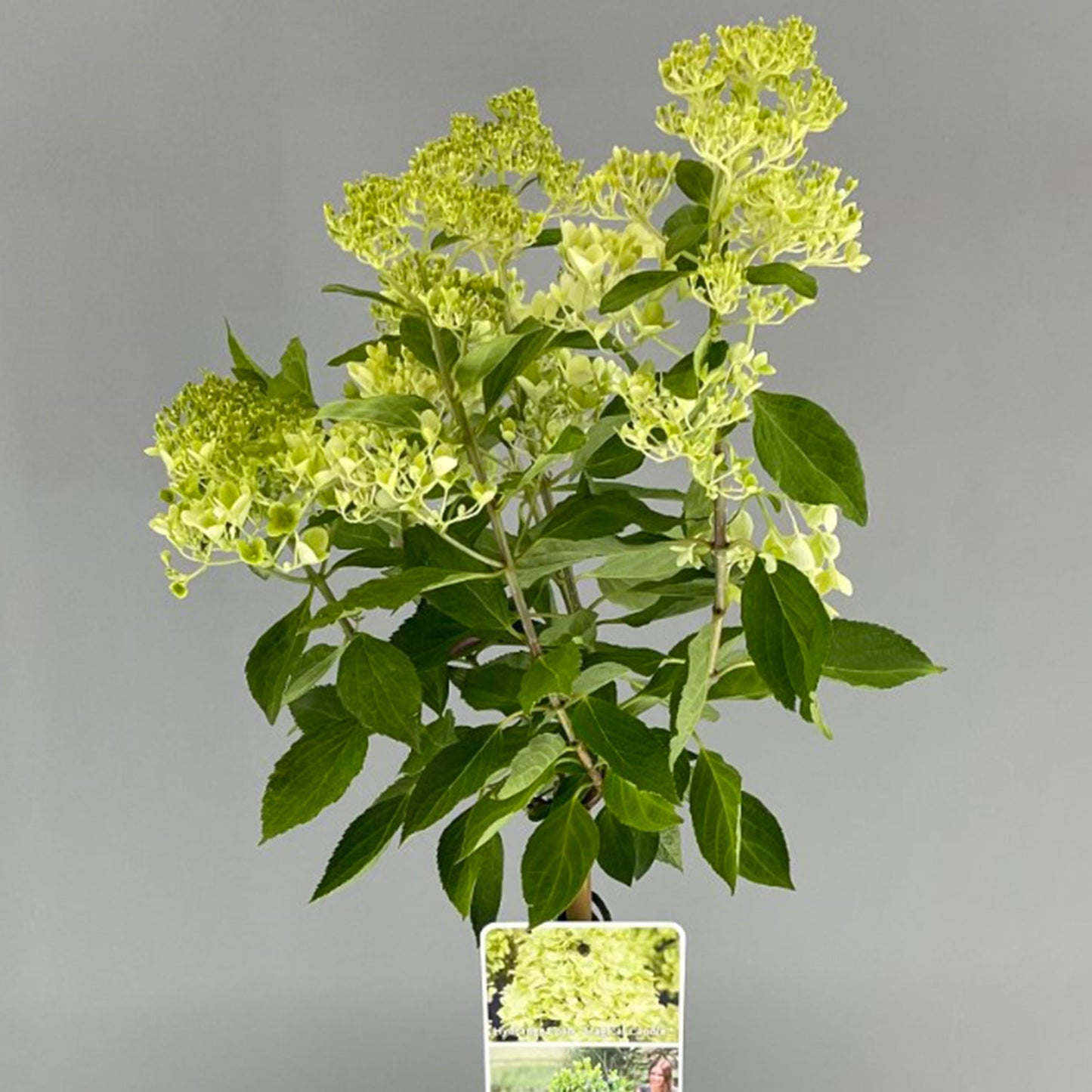 Hydrangea Magical Candle Patio Tree