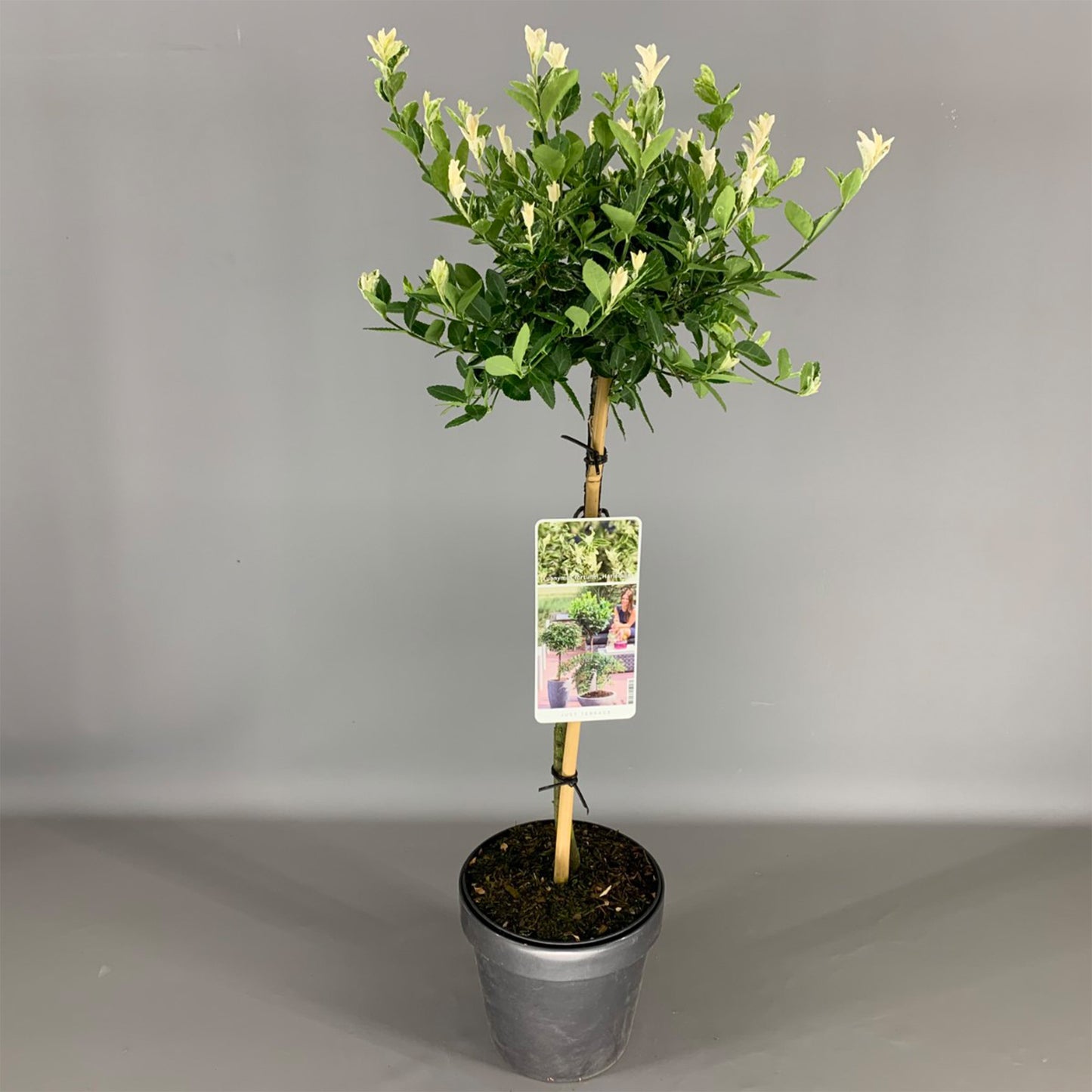 Euonymus Harlequin Patio Tree