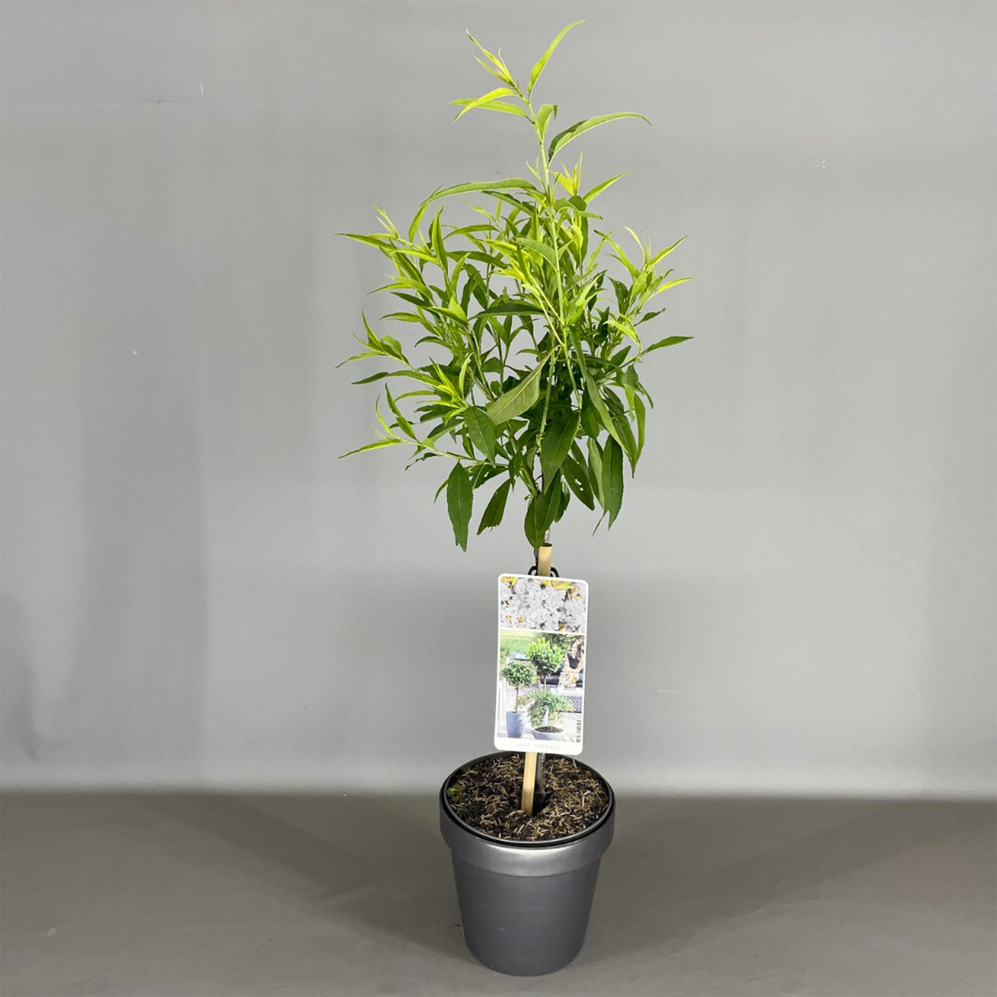 Prunus White Peachy Patio Tree