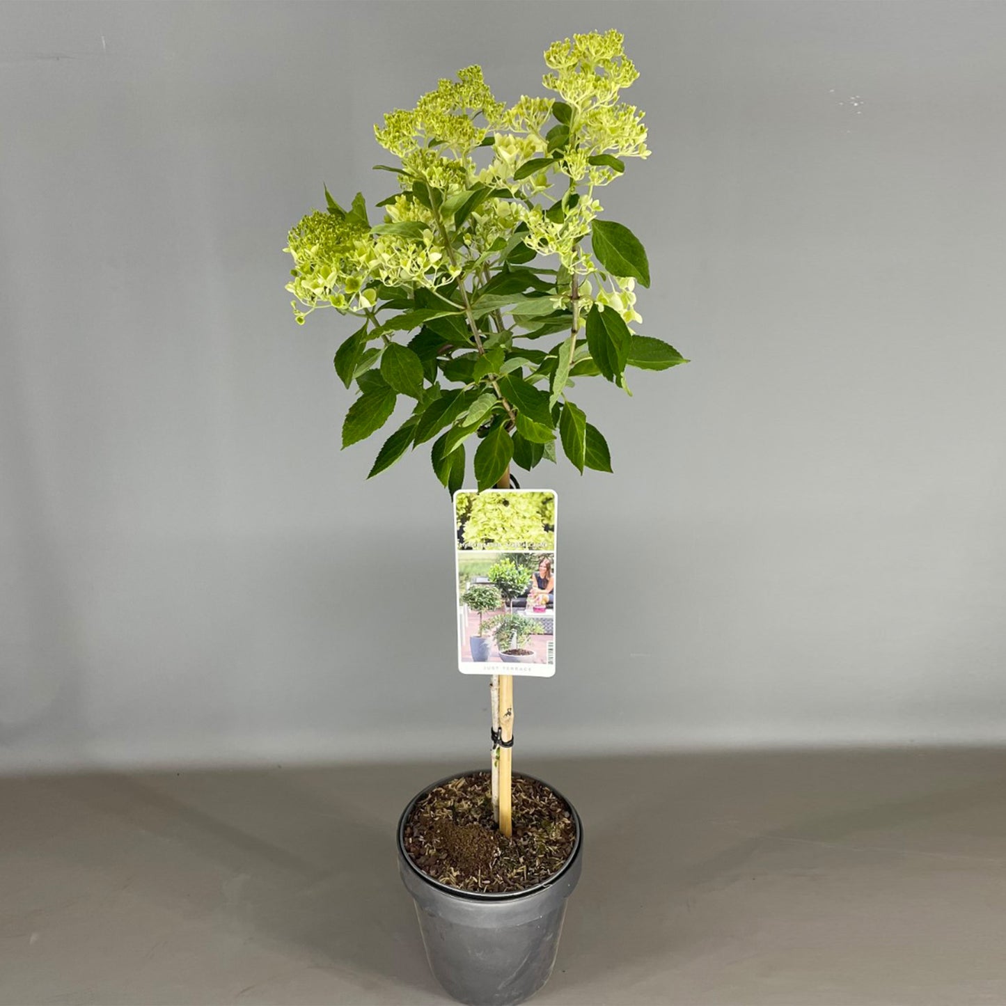 Hydrangea Magical Candle Patio Tree
