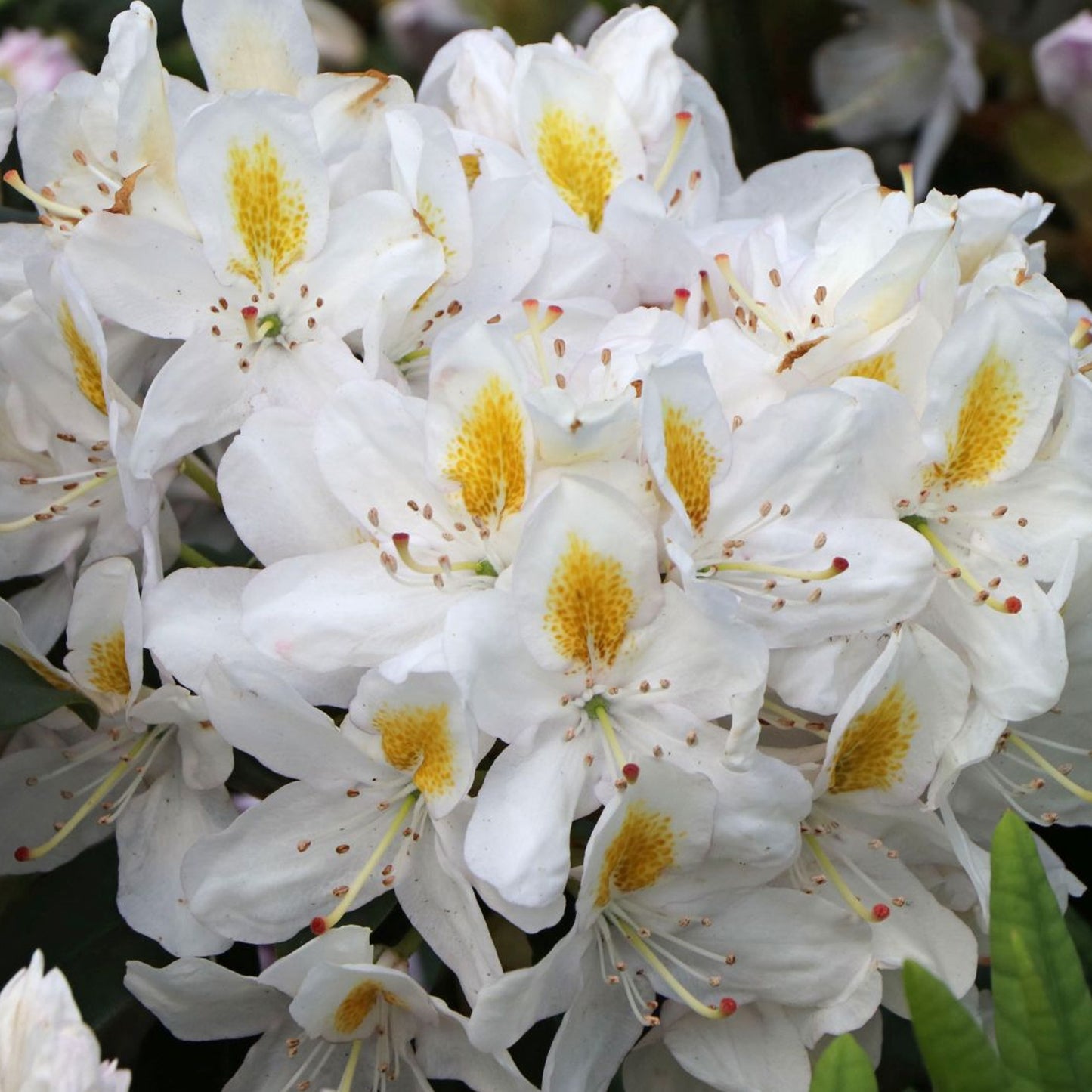Rhododendron Madame Masson