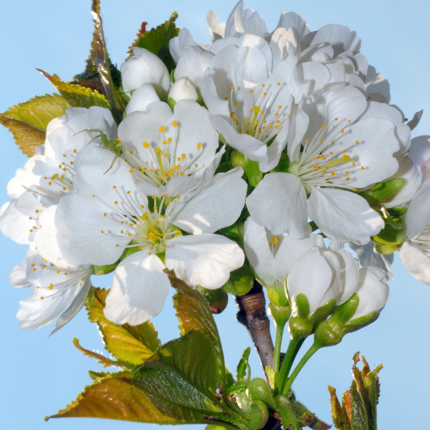 Prunus White Peachy Patio Tree
