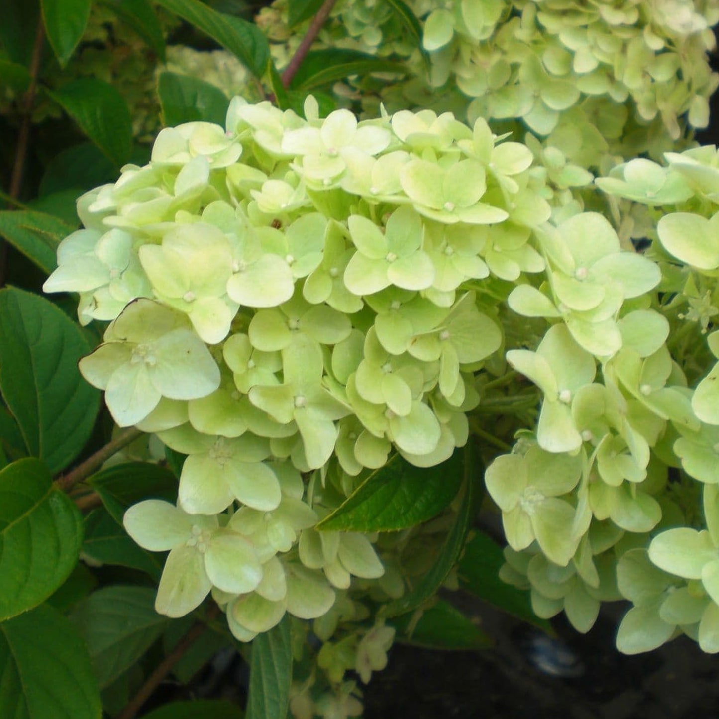 Hydrangea Magical Candle Patio Tree