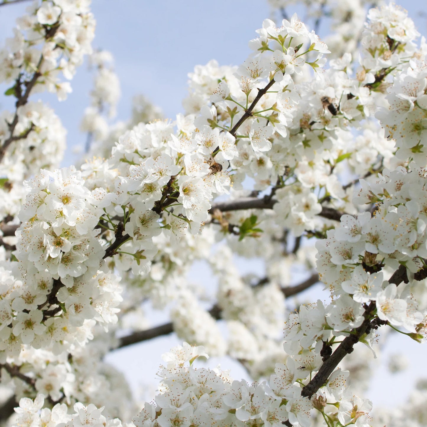 Prunus White Peachy Patio Tree