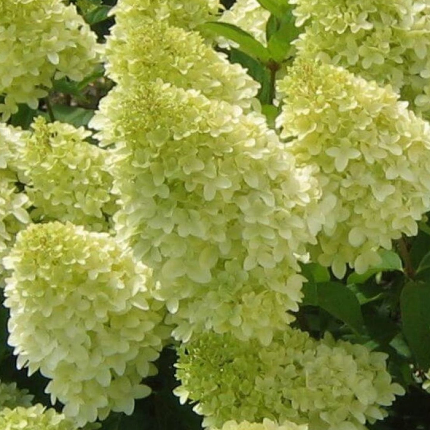 Hydrangea Magical Candle Patio Tree