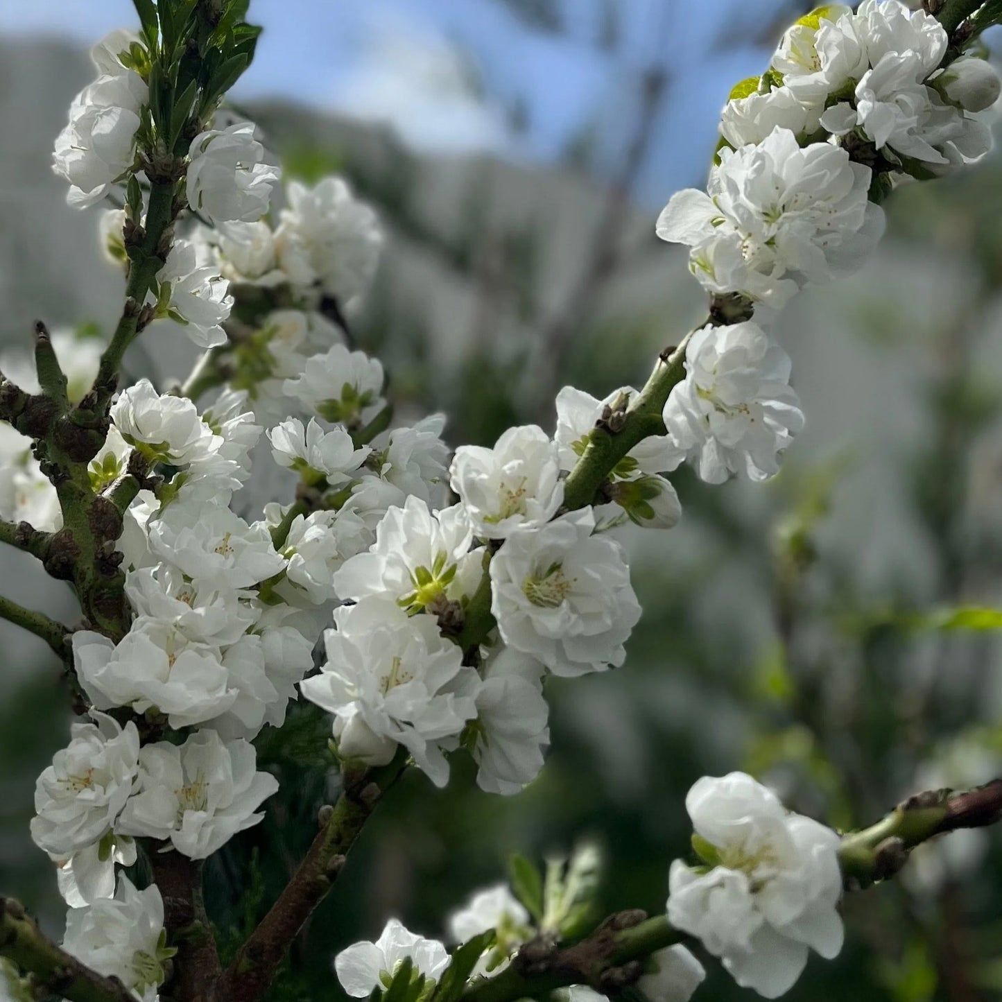 Prunus White Peachy Patio Tree