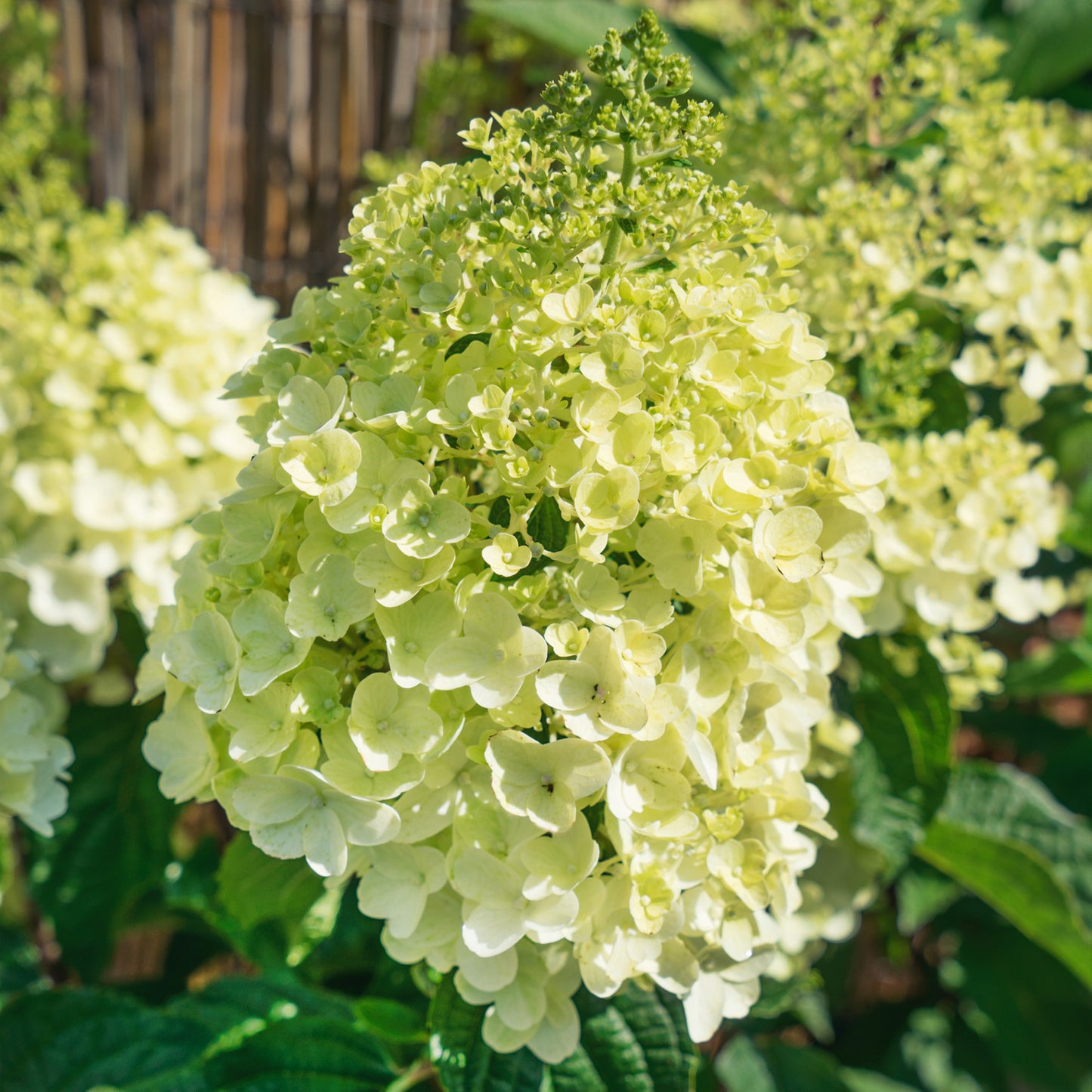 Hydrangea Magical Candle Patio Tree