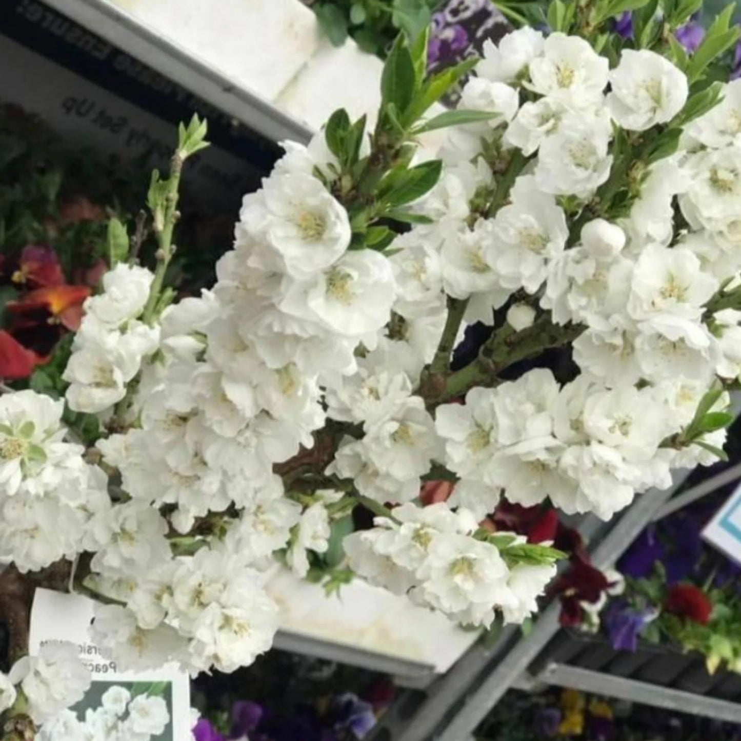 Prunus White Peachy Patio Tree