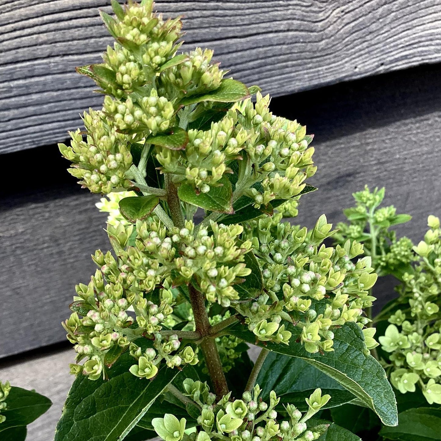 Hydrangea Magical Candle Patio Tree