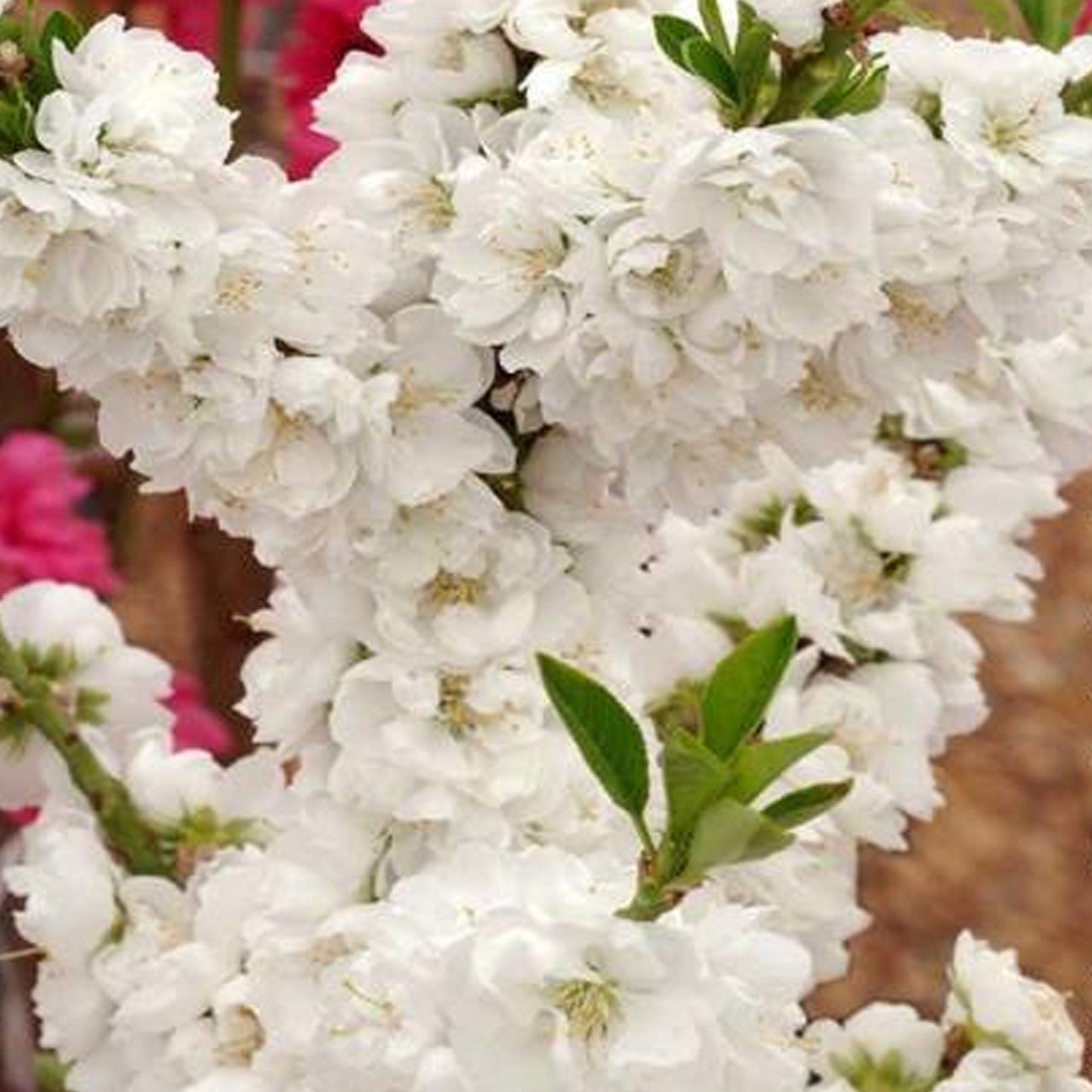 Prunus White Peachy Patio Tree