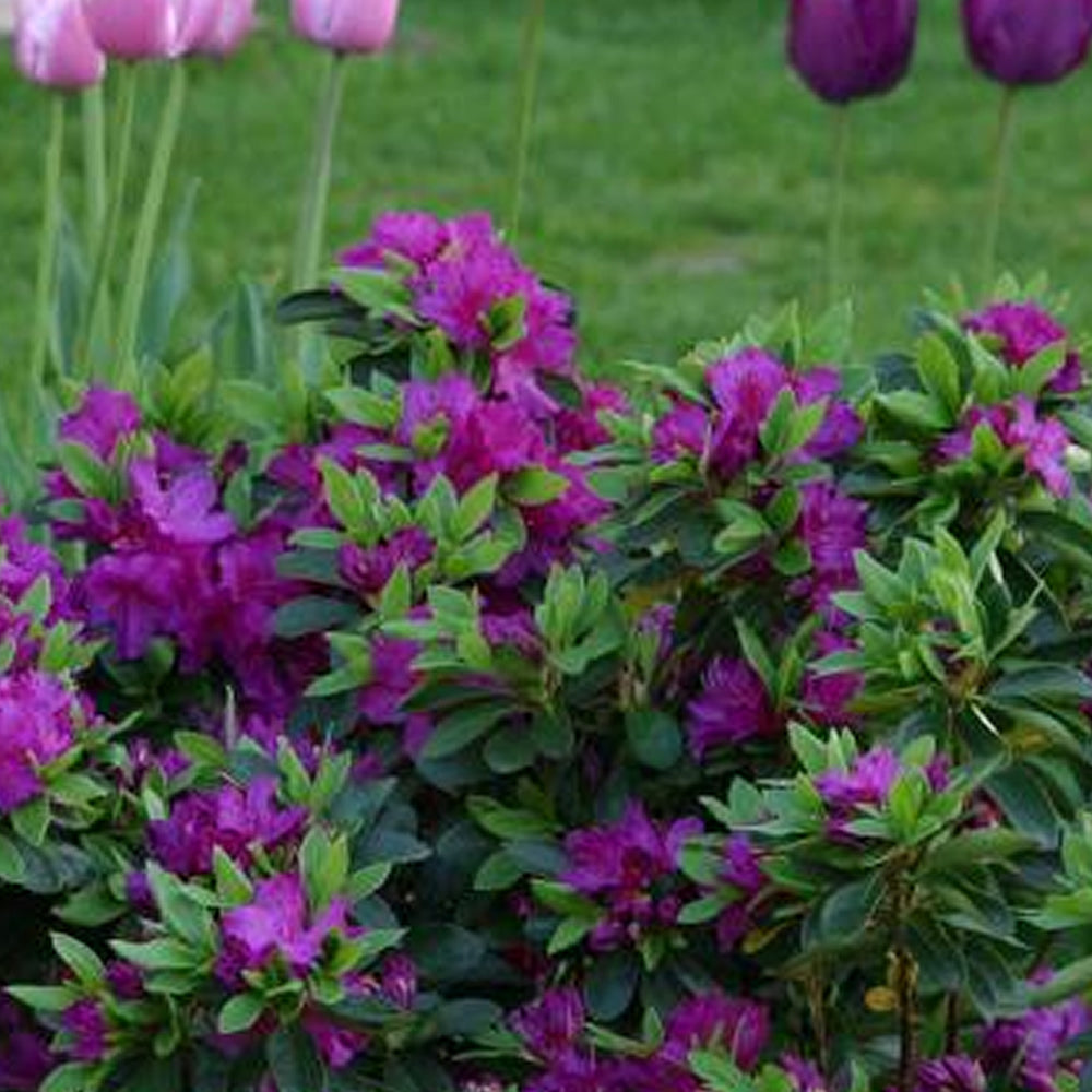 Azalea Purple (9cm)
