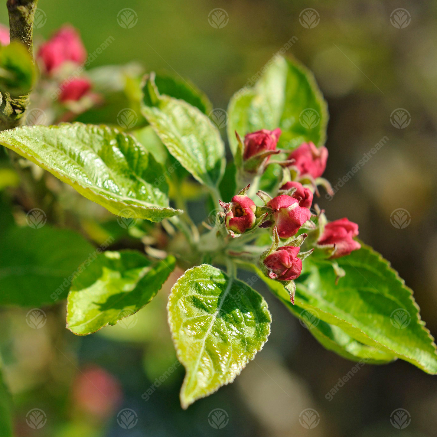 Apple Cox's Orange Pippin (12L, 4-5ft)