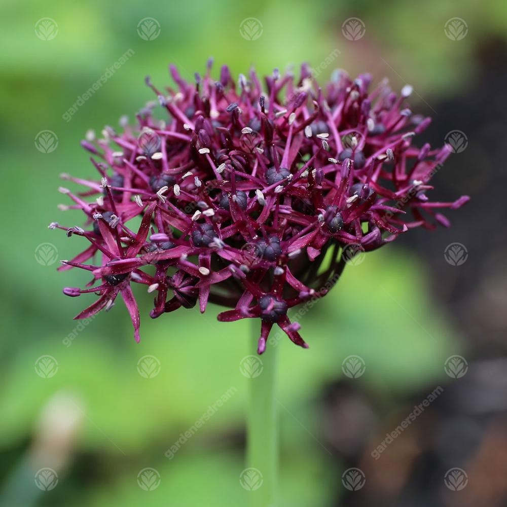 Allium Atropurpureum -MASTER-