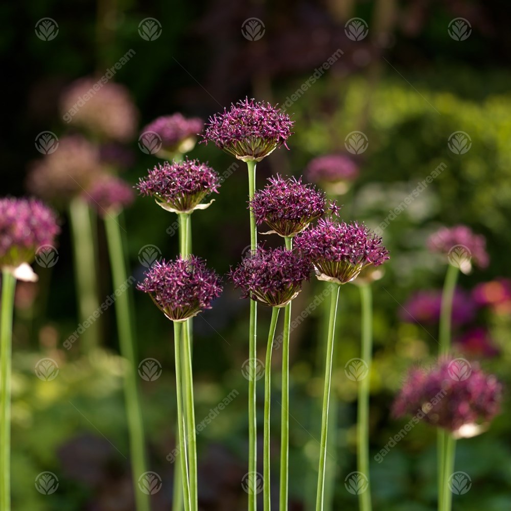 Allium Atropurpureum -MASTER-