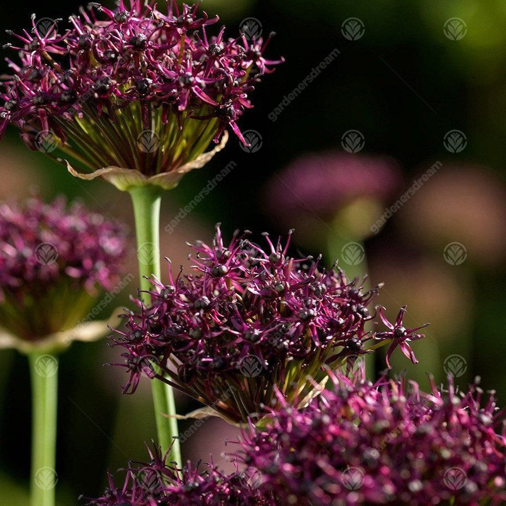 Allium Atropurpureum -MASTER-