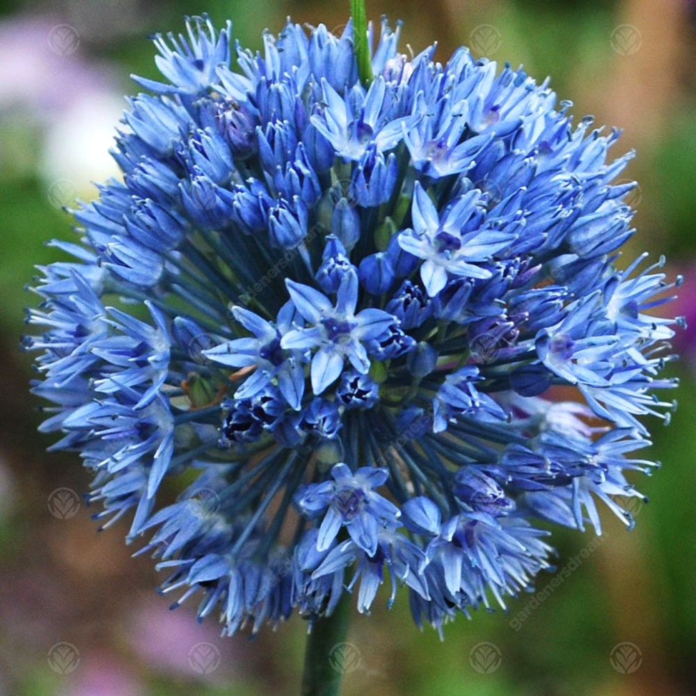Allium Caeruleum -MASTER-