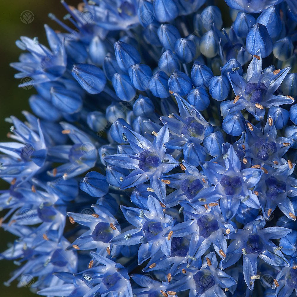 Allium Caeruleum -MASTER-